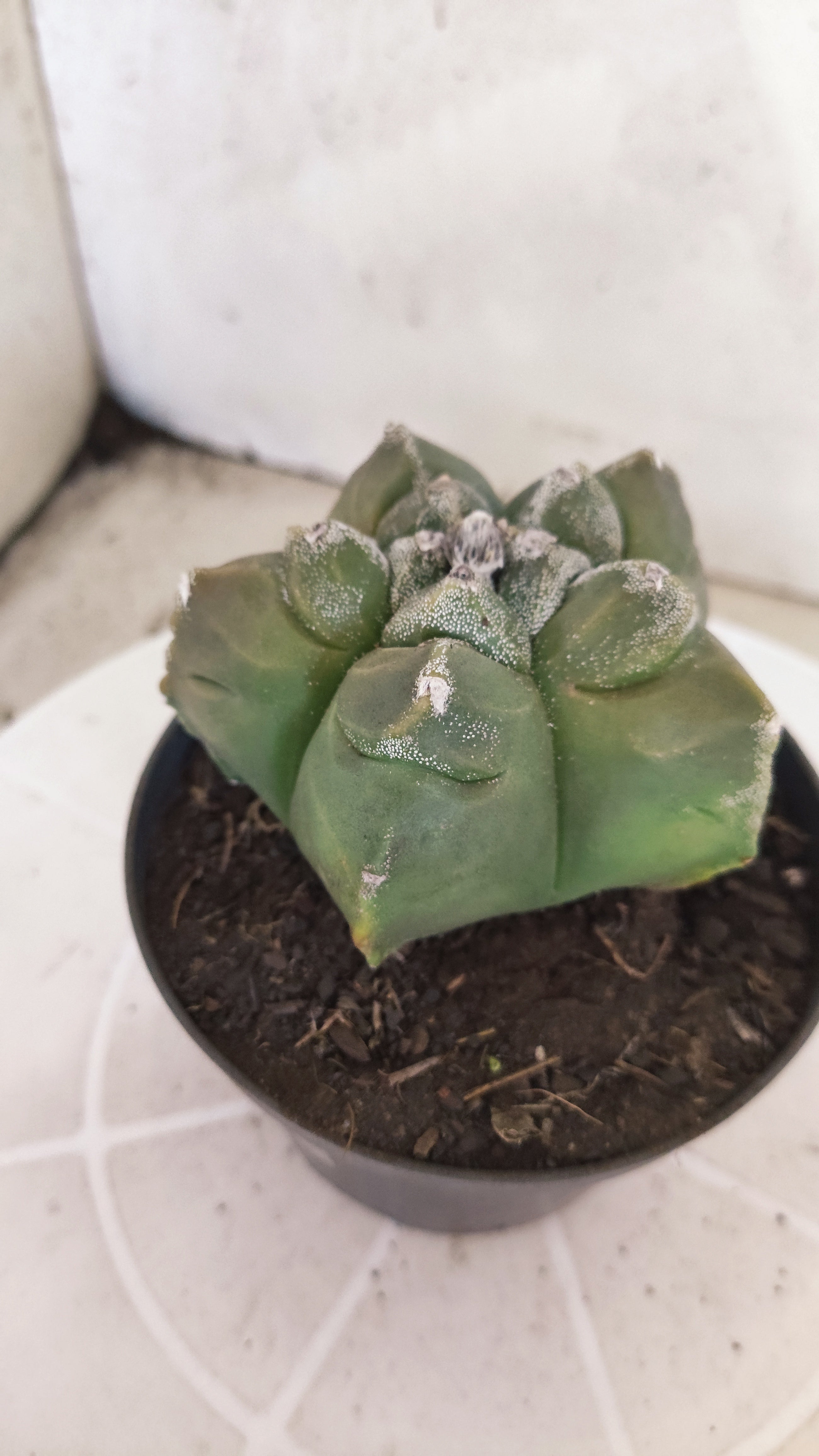 MATRIZ ASTROPHYTUM cv KIKKO   Nº 1343 – vaso 11