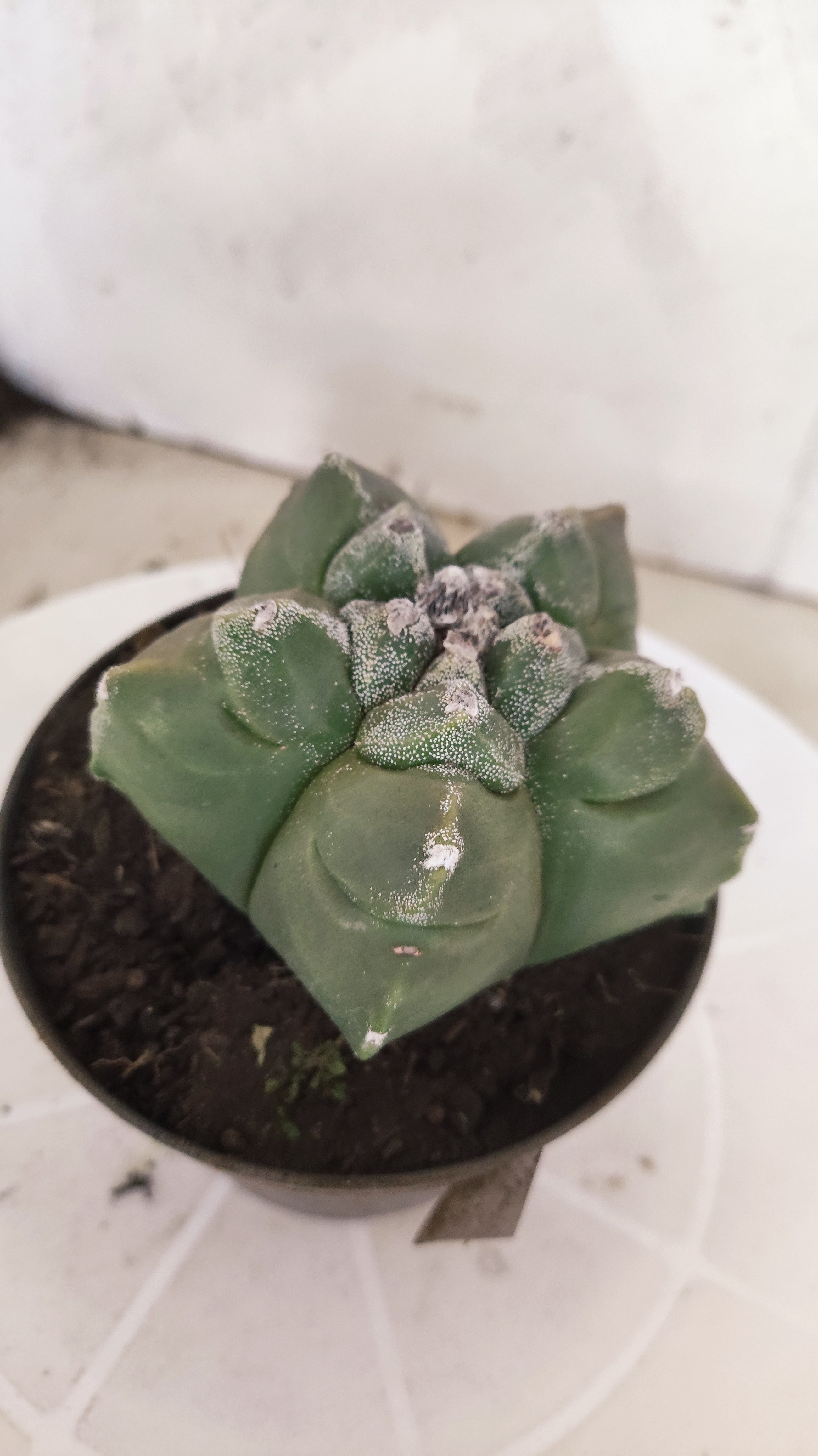MATRIZ ASTROPHYTUM cv KIKKO   Nº 1343 – vaso 11