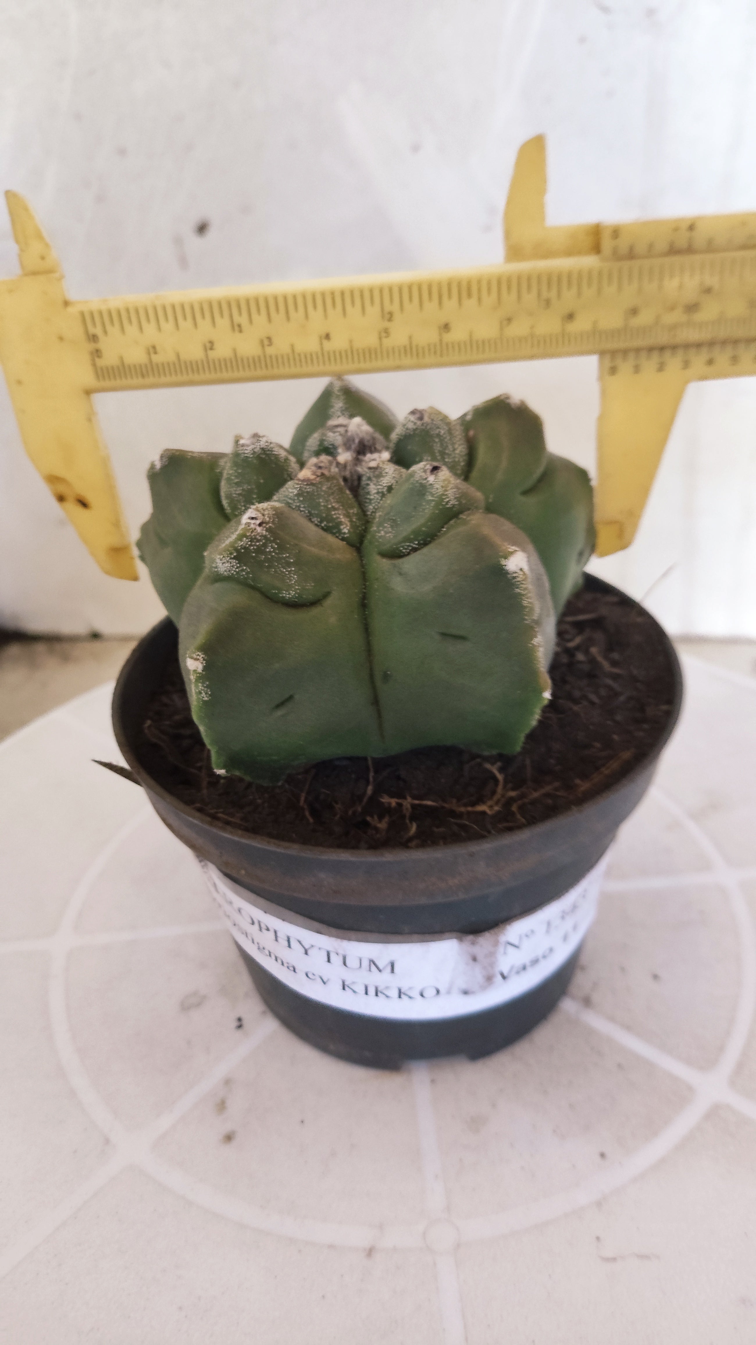 MATRIZ ASTROPHYTUM cv KIKKO   Nº 1343 – vaso 11