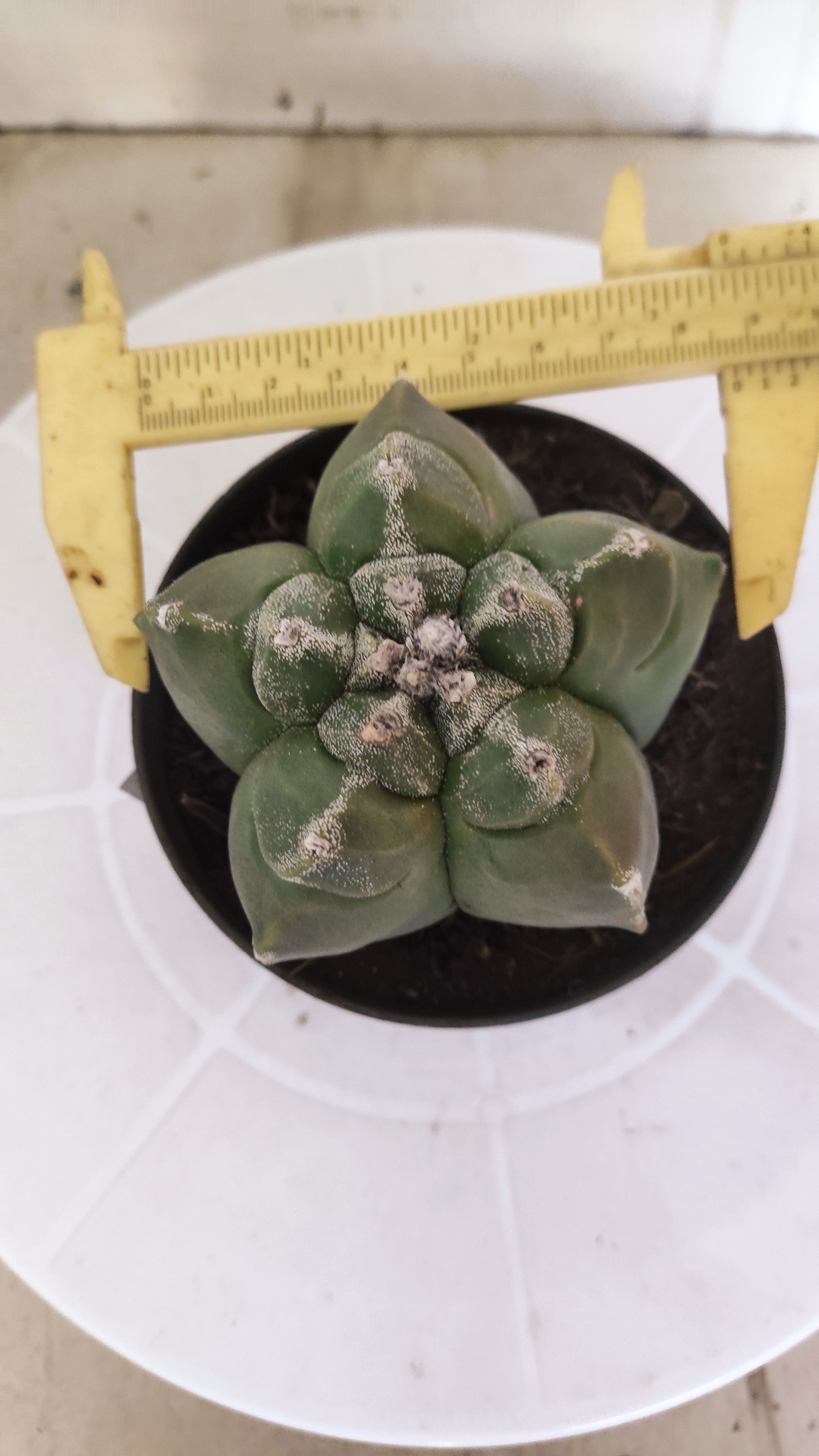 MATRIZ ASTROPHYTUM cv KIKKO   Nº 1343 – vaso 11