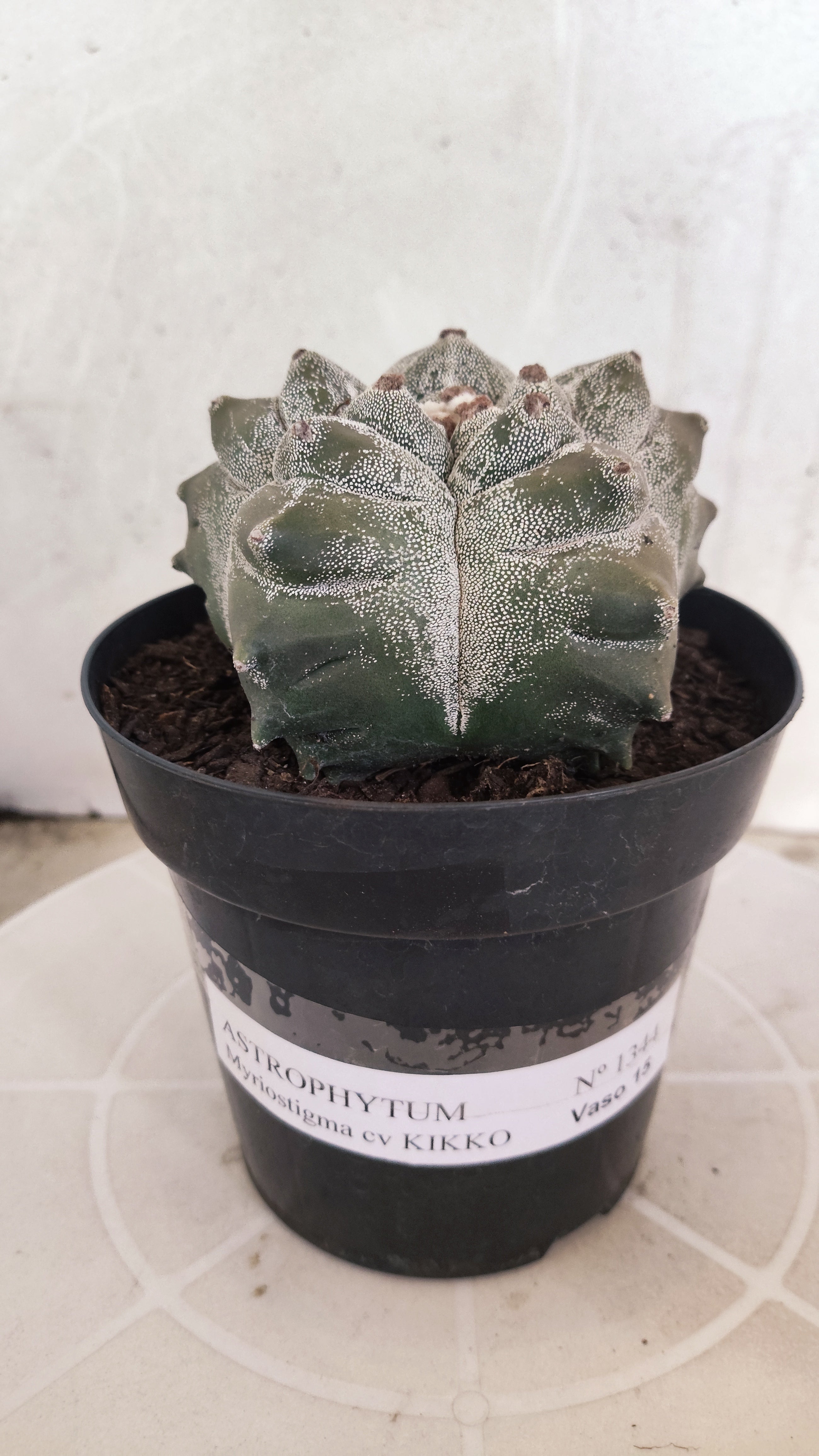 MATRIZ ASTROPHYTUM cv KIKKO   Nº 1344 – vaso 15