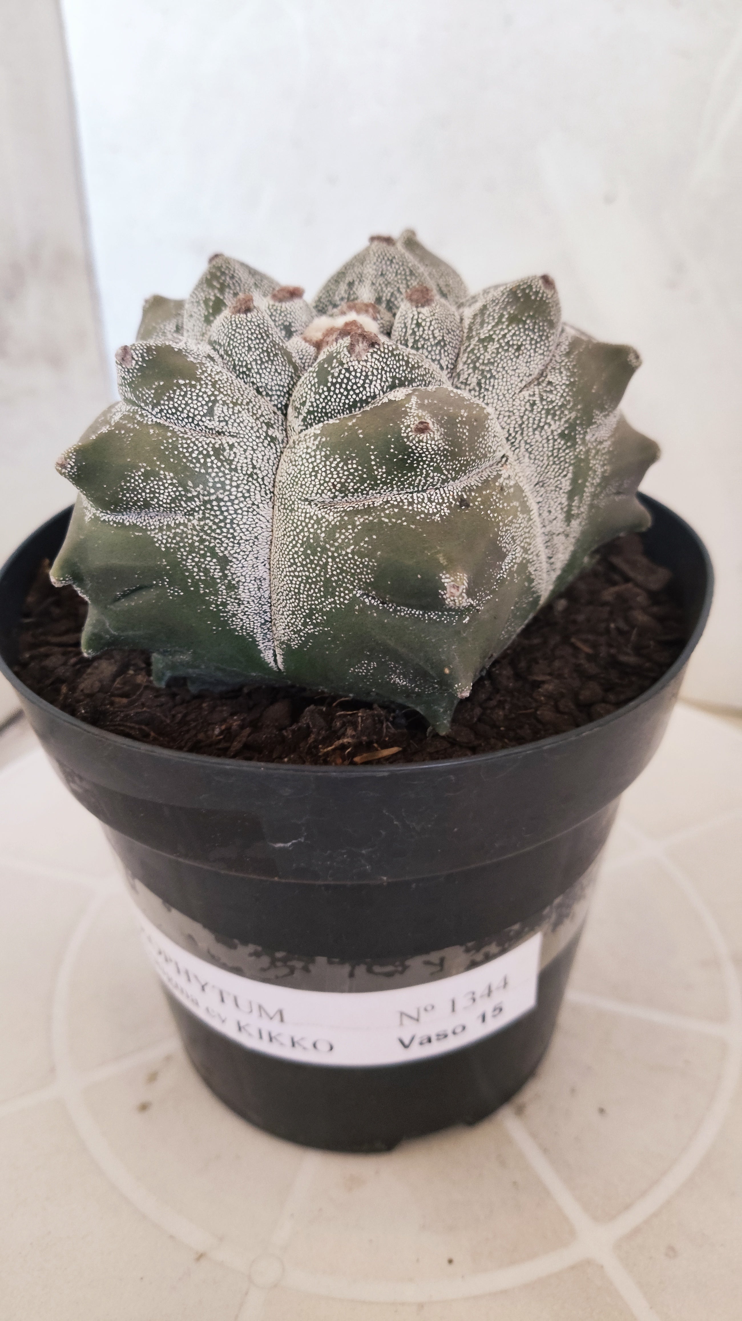 MATRIZ ASTROPHYTUM cv KIKKO   Nº 1344 – vaso 15