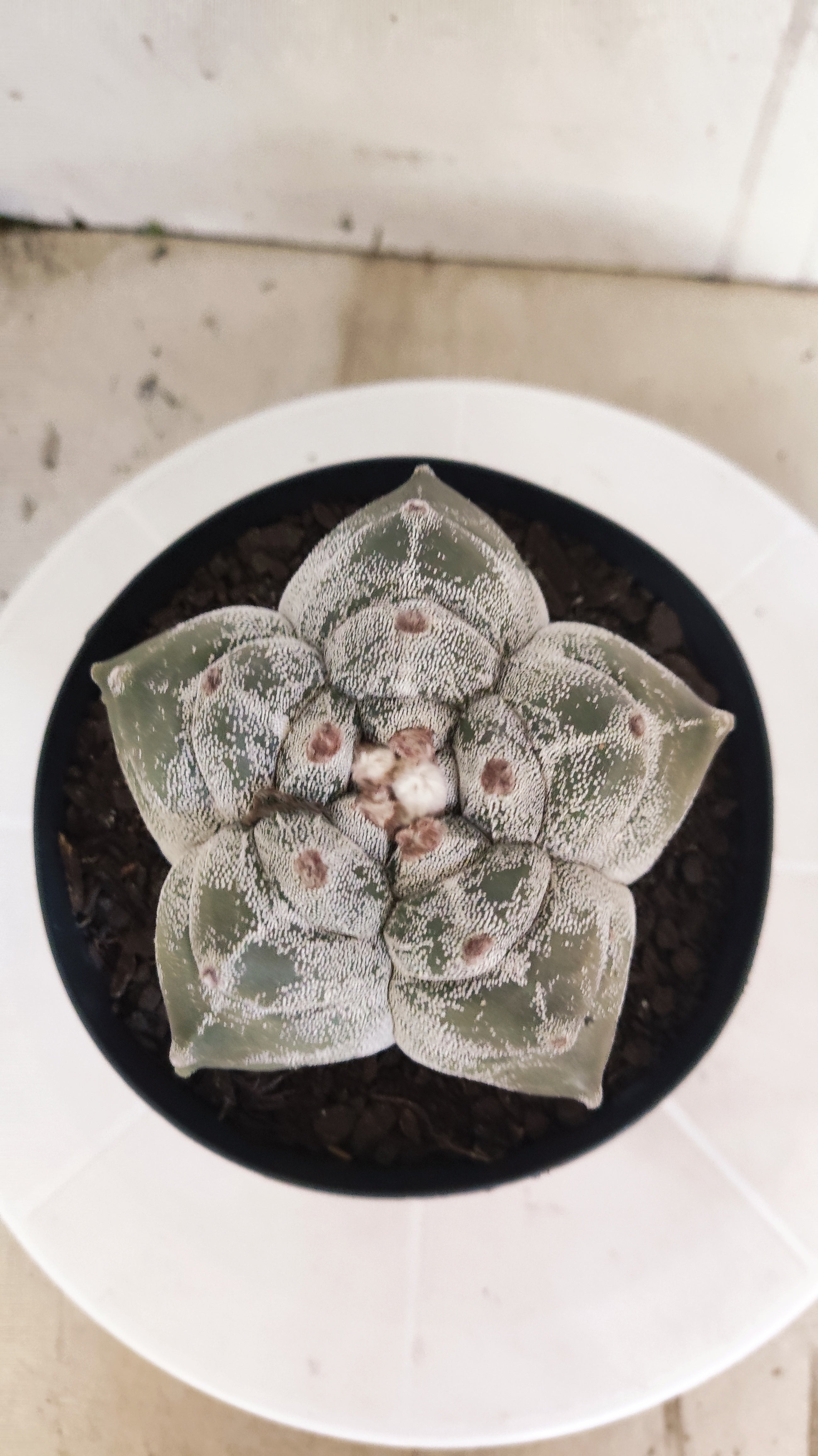 MATRIZ ASTROPHYTUM cv KIKKO   Nº 1344 – vaso 15