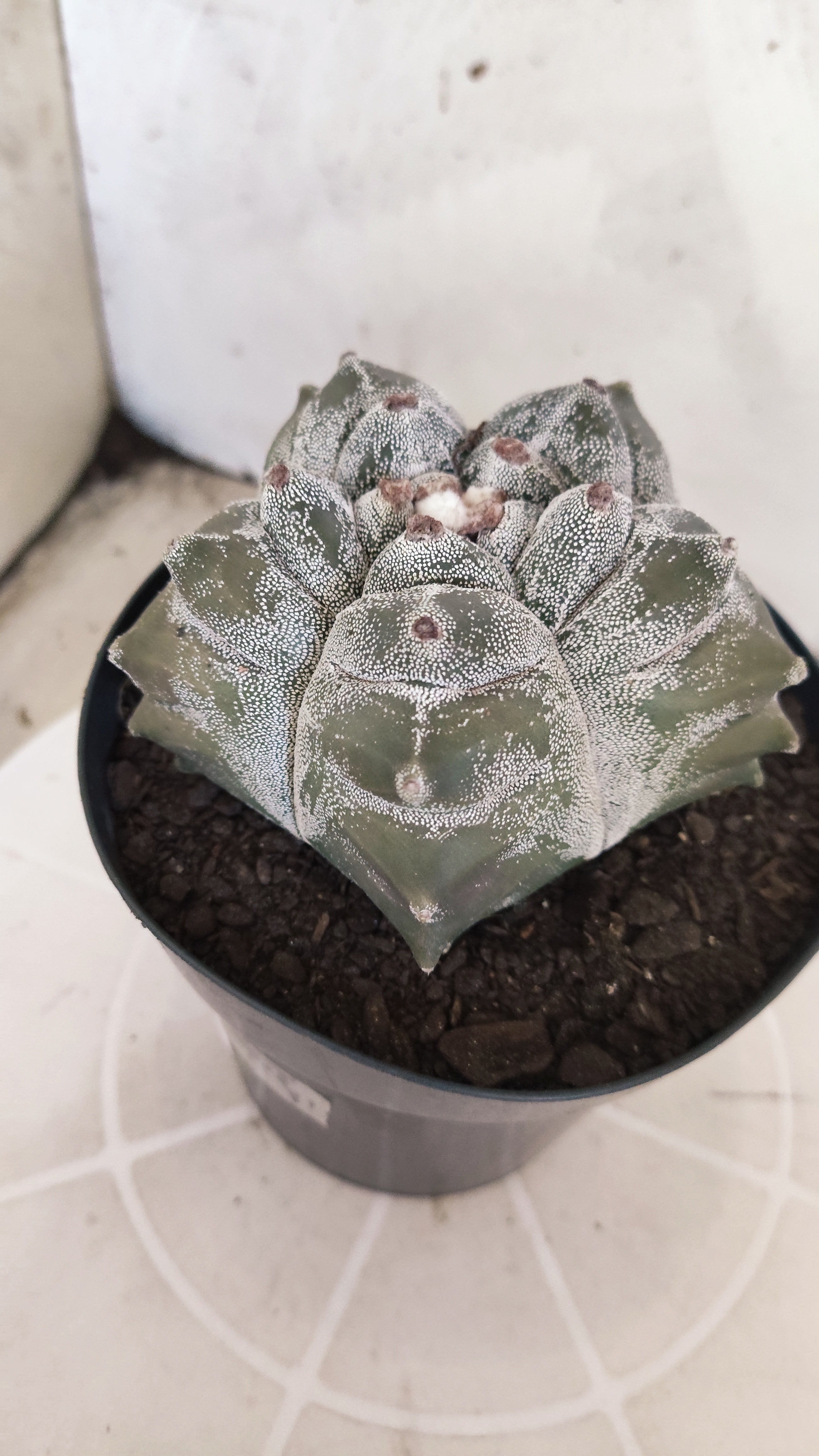 MATRIZ ASTROPHYTUM cv KIKKO   Nº 1344 – vaso 15