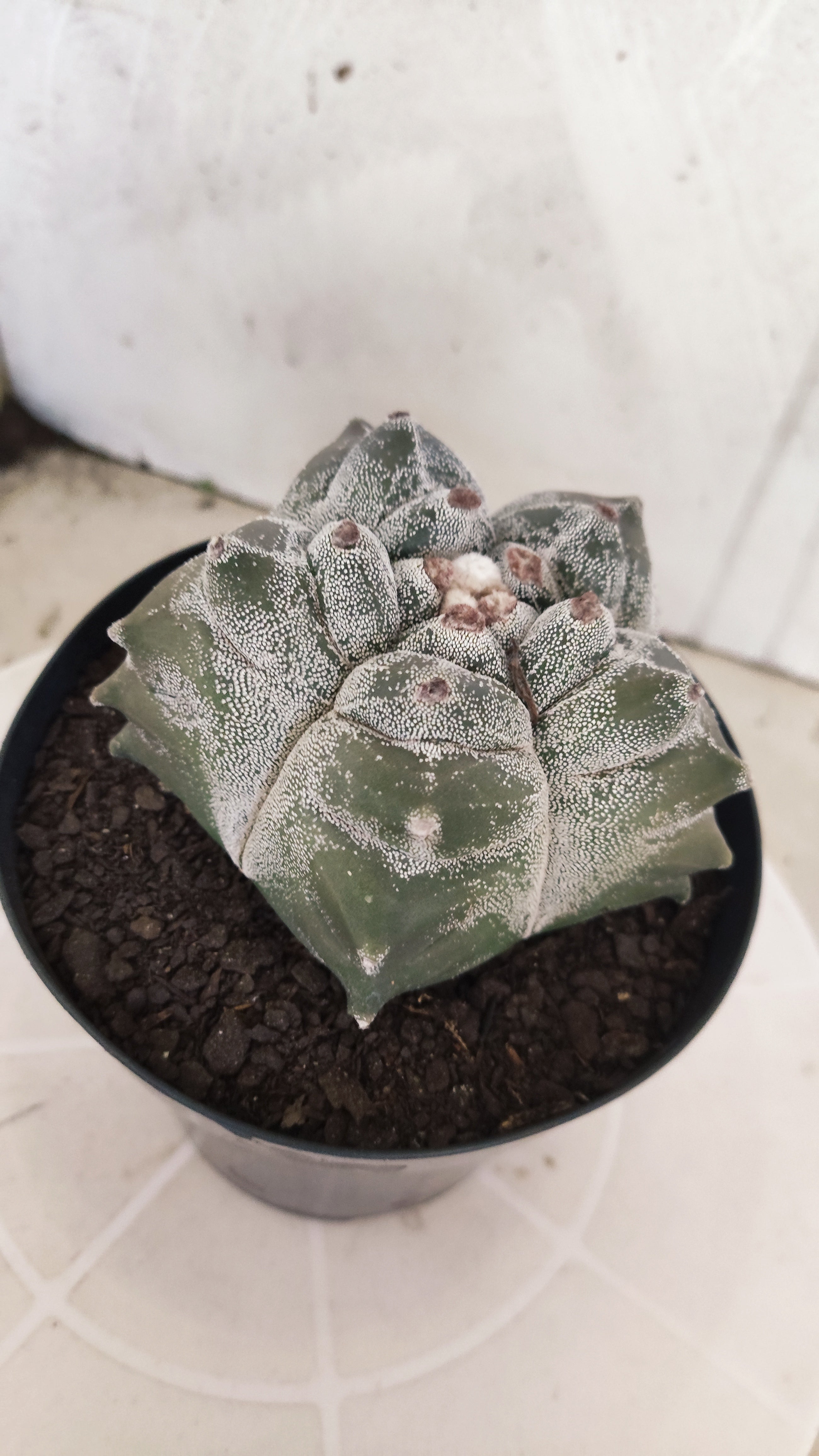 MATRIZ ASTROPHYTUM cv KIKKO   Nº 1344 – vaso 15