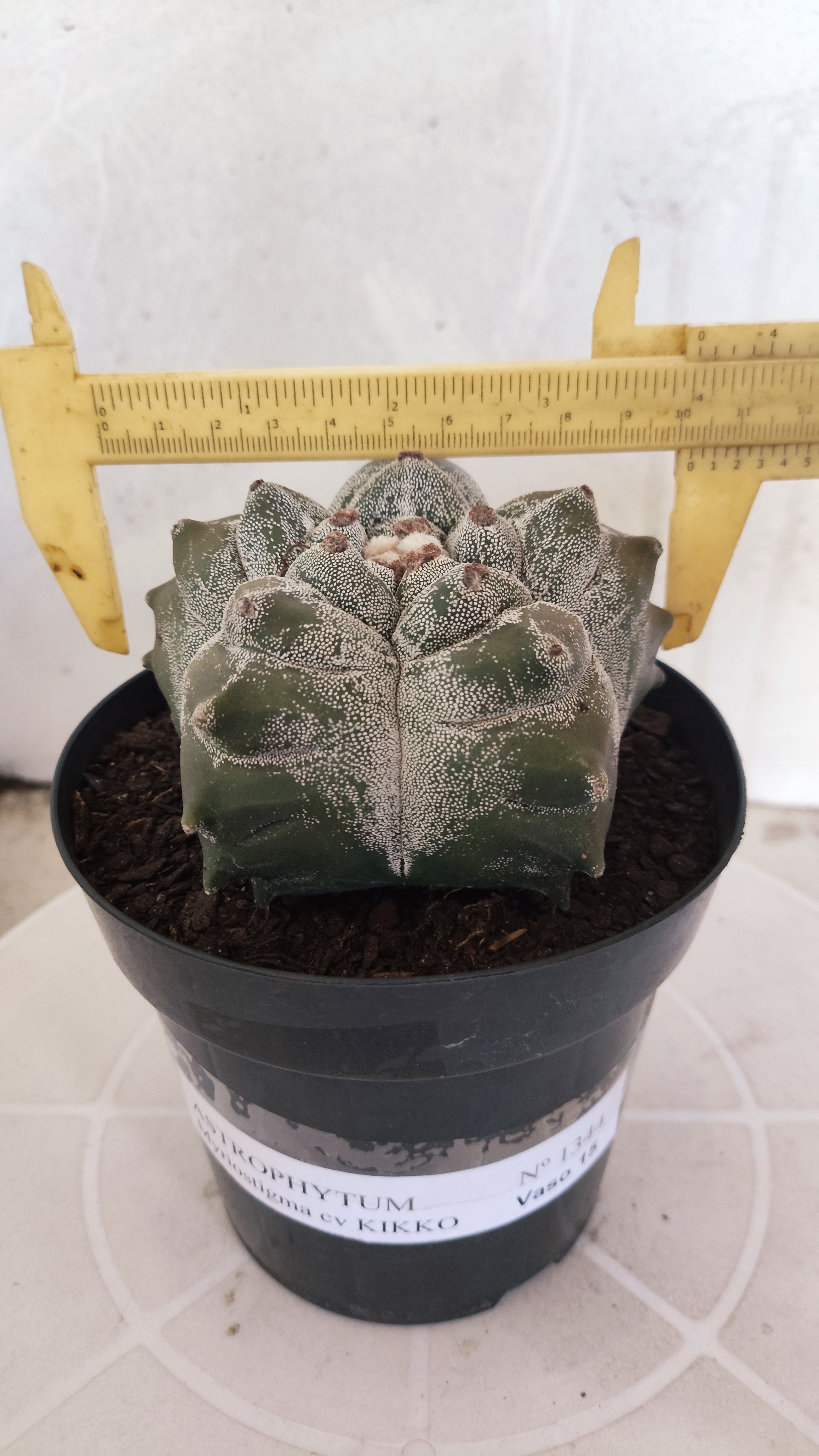 MATRIZ ASTROPHYTUM cv KIKKO   Nº 1344 – vaso 15