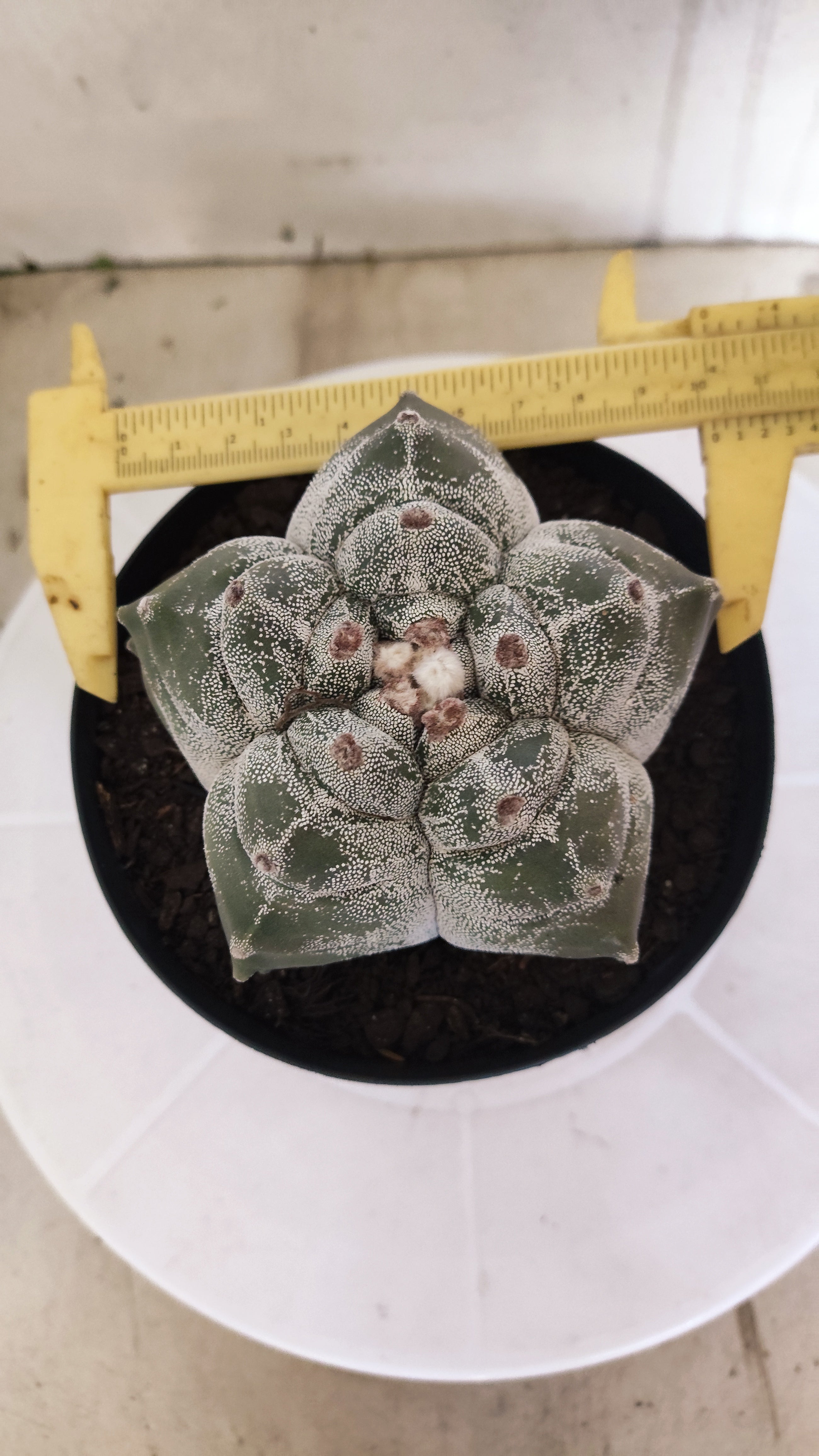 MATRIZ ASTROPHYTUM cv KIKKO   Nº 1344 – vaso 15