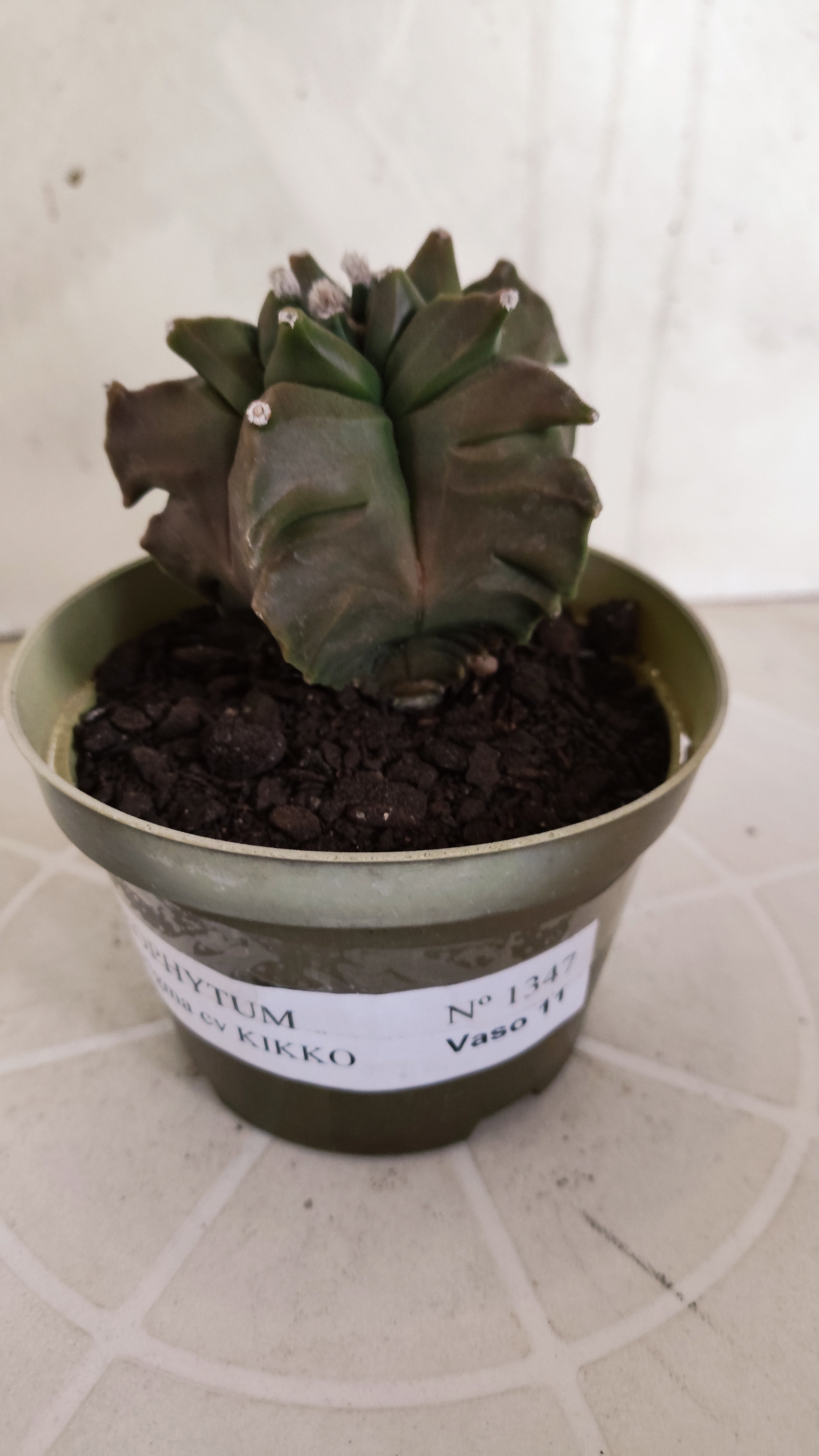 MATRIZ ASTROPHYTUM cv KIKKO   Nº 1347 – vaso 11