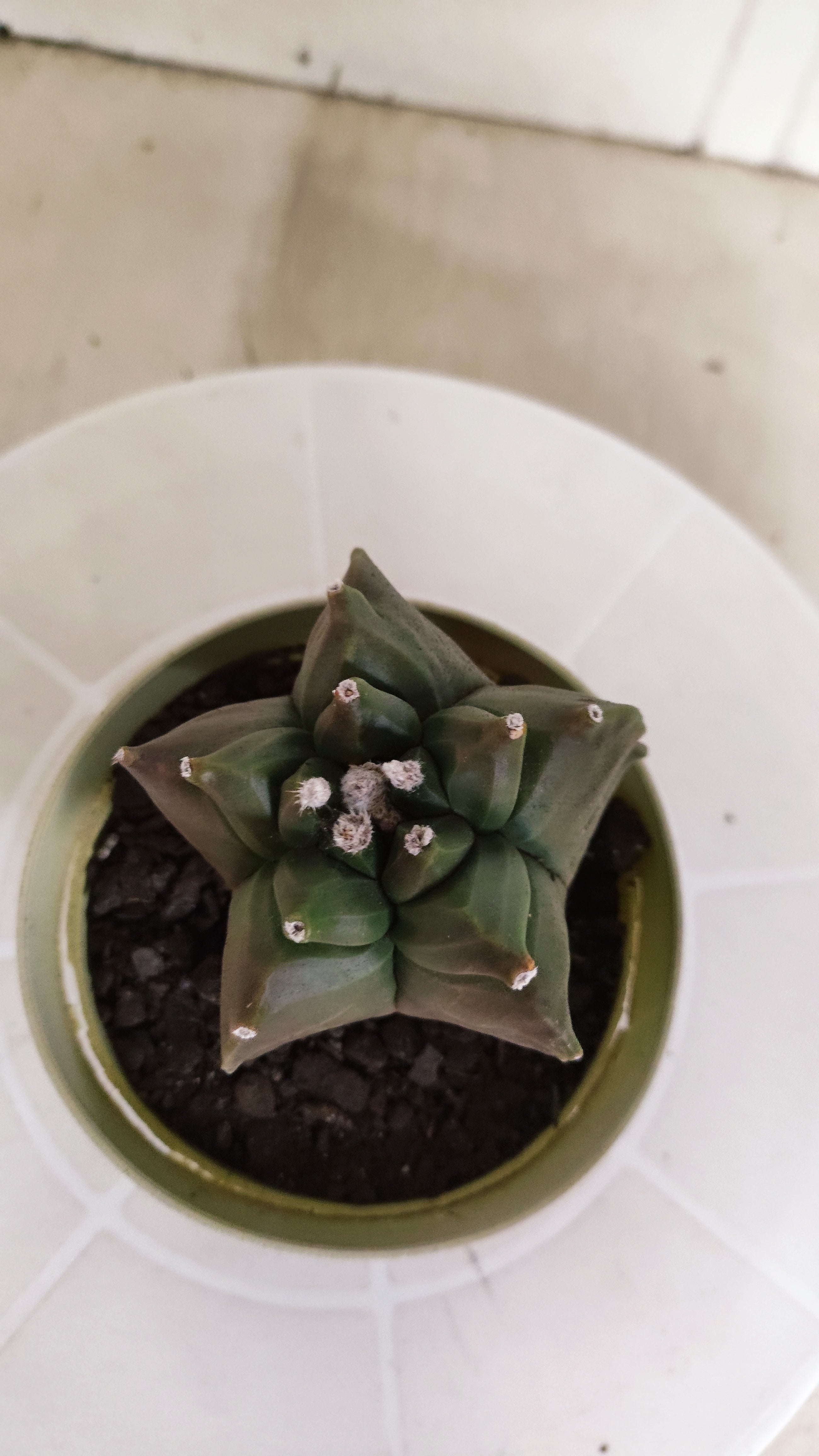 MATRIZ ASTROPHYTUM cv KIKKO   Nº 1347 – vaso 11