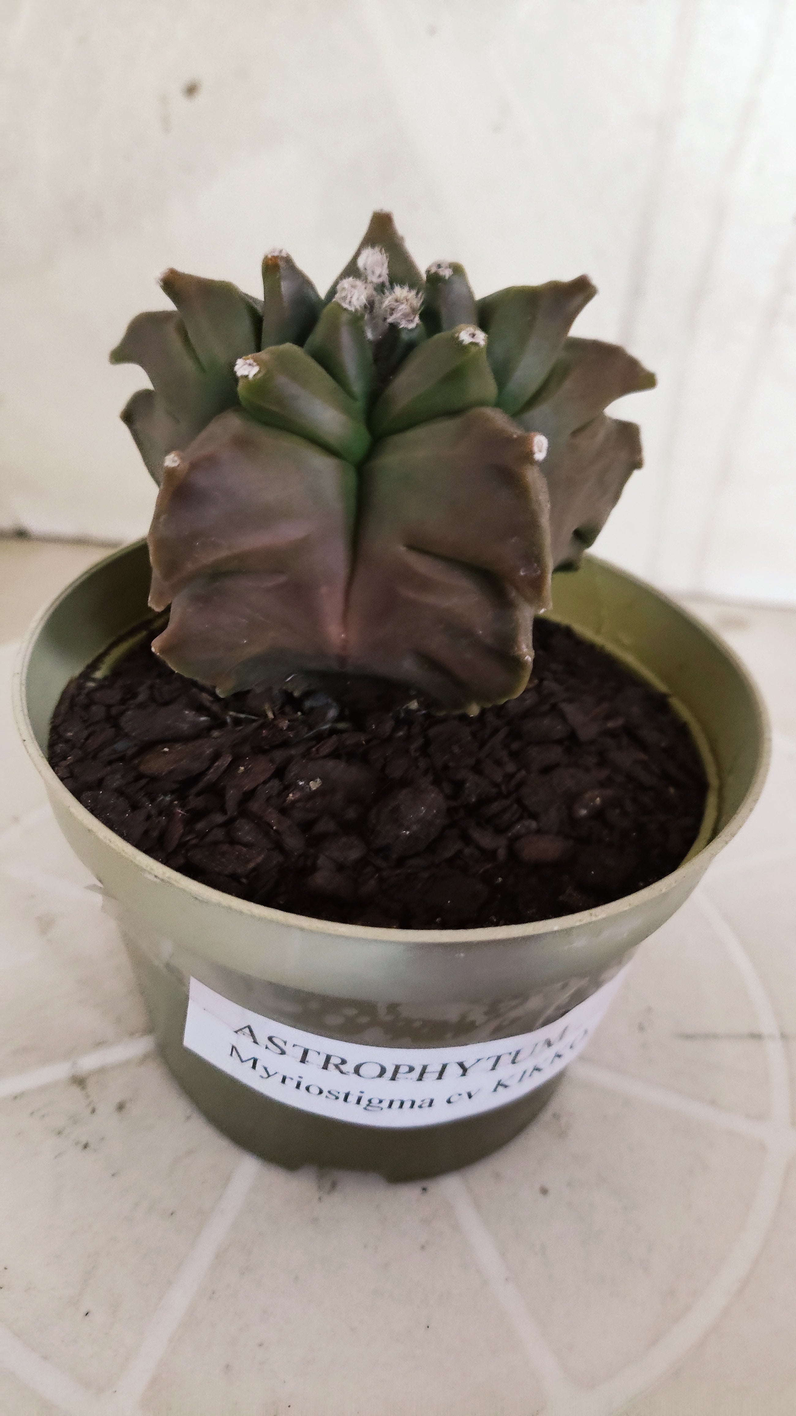 MATRIZ ASTROPHYTUM cv KIKKO   Nº 1347 – vaso 11