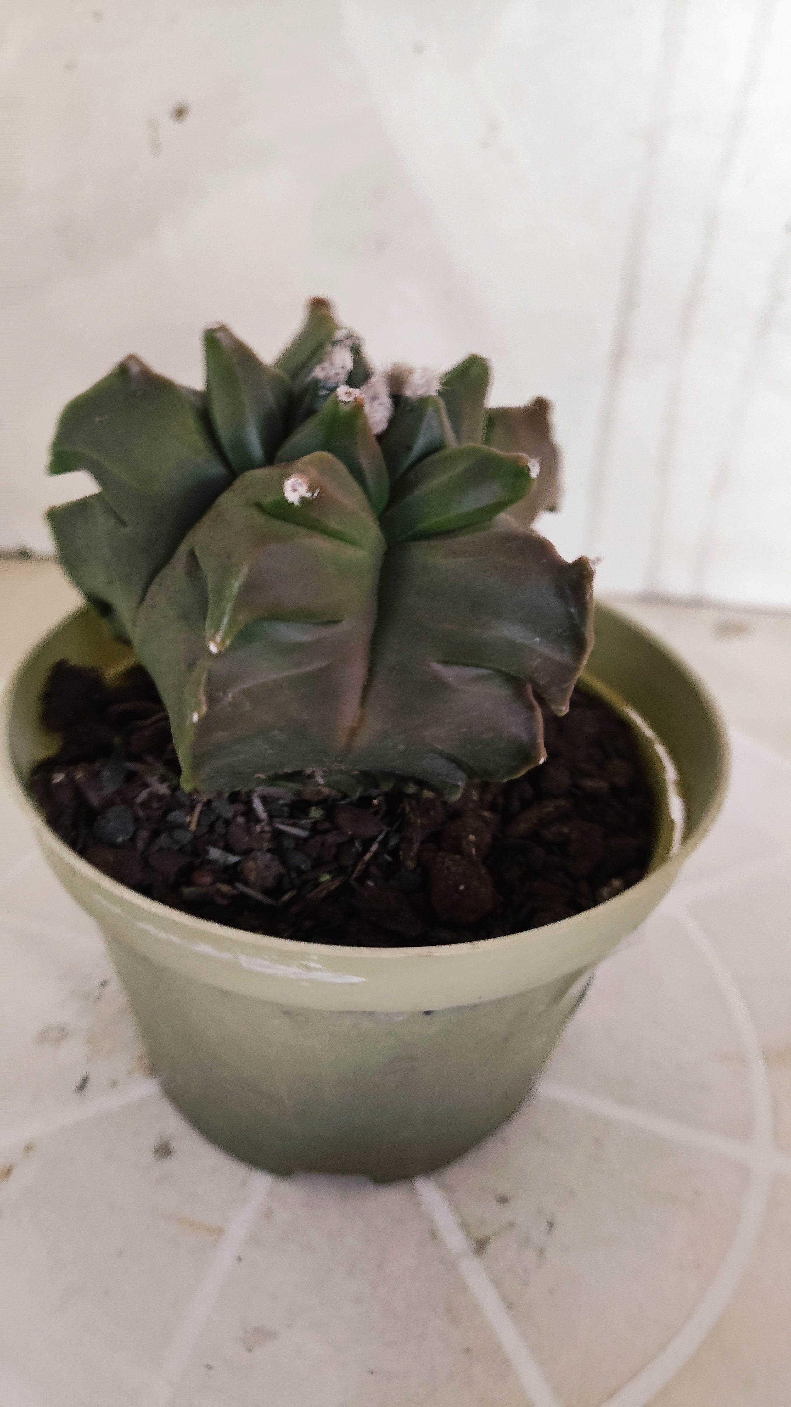 MATRIZ ASTROPHYTUM cv KIKKO   Nº 1347 – vaso 11