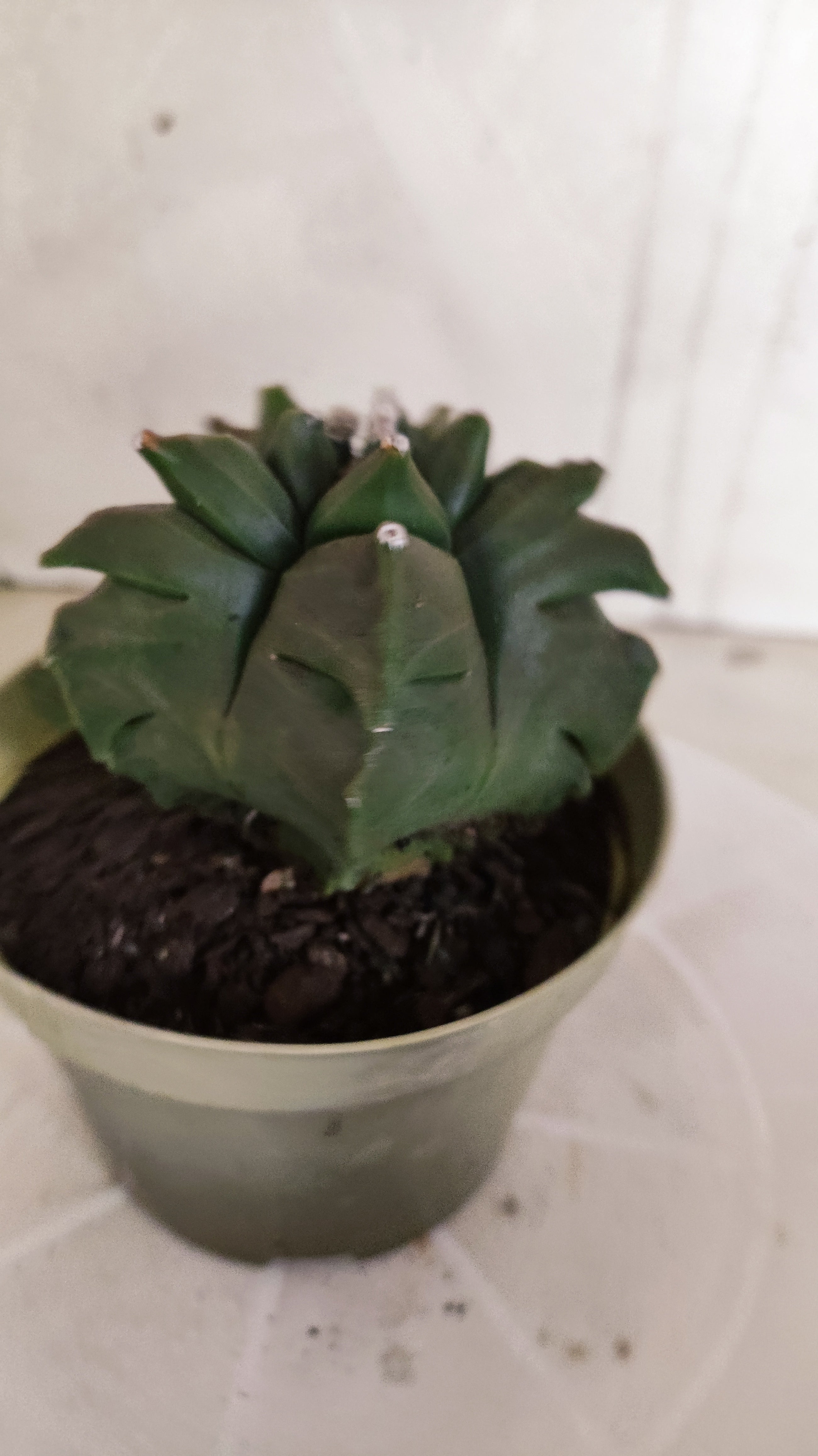 MATRIZ ASTROPHYTUM cv KIKKO   Nº 1347 – vaso 11