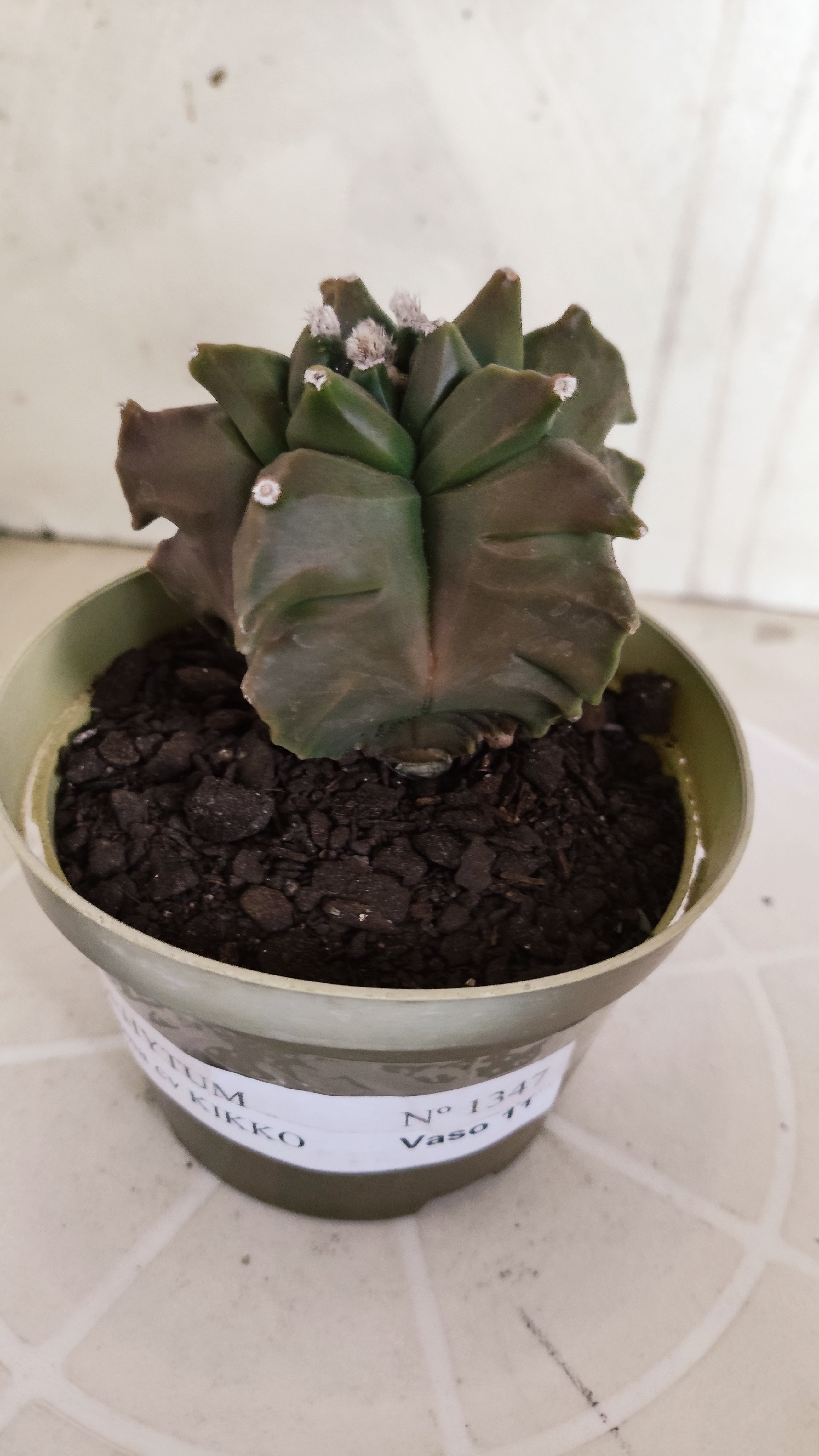 MATRIZ ASTROPHYTUM cv KIKKO   Nº 1347 – vaso 11