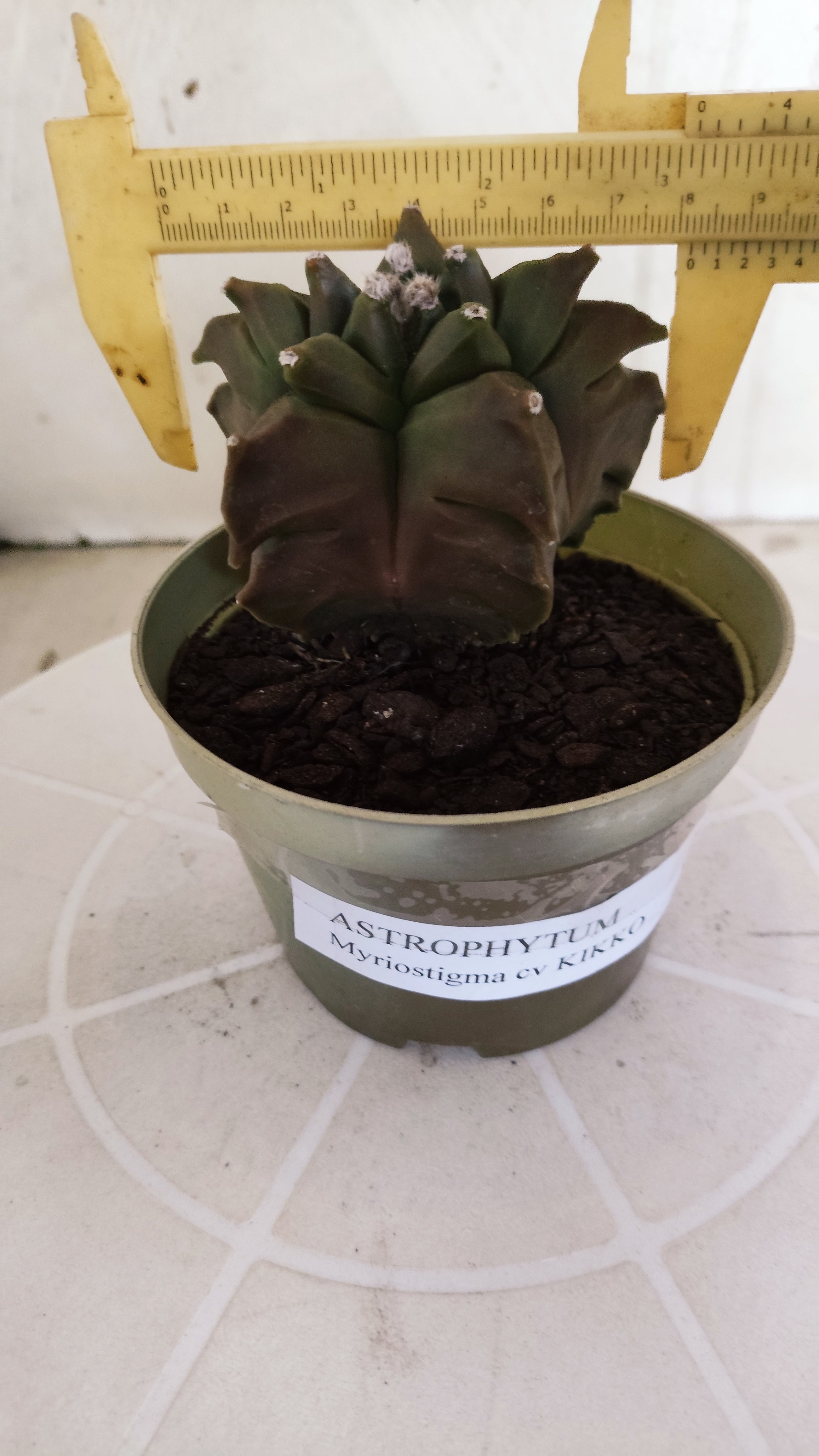 MATRIZ ASTROPHYTUM cv KIKKO   Nº 1347 – vaso 11