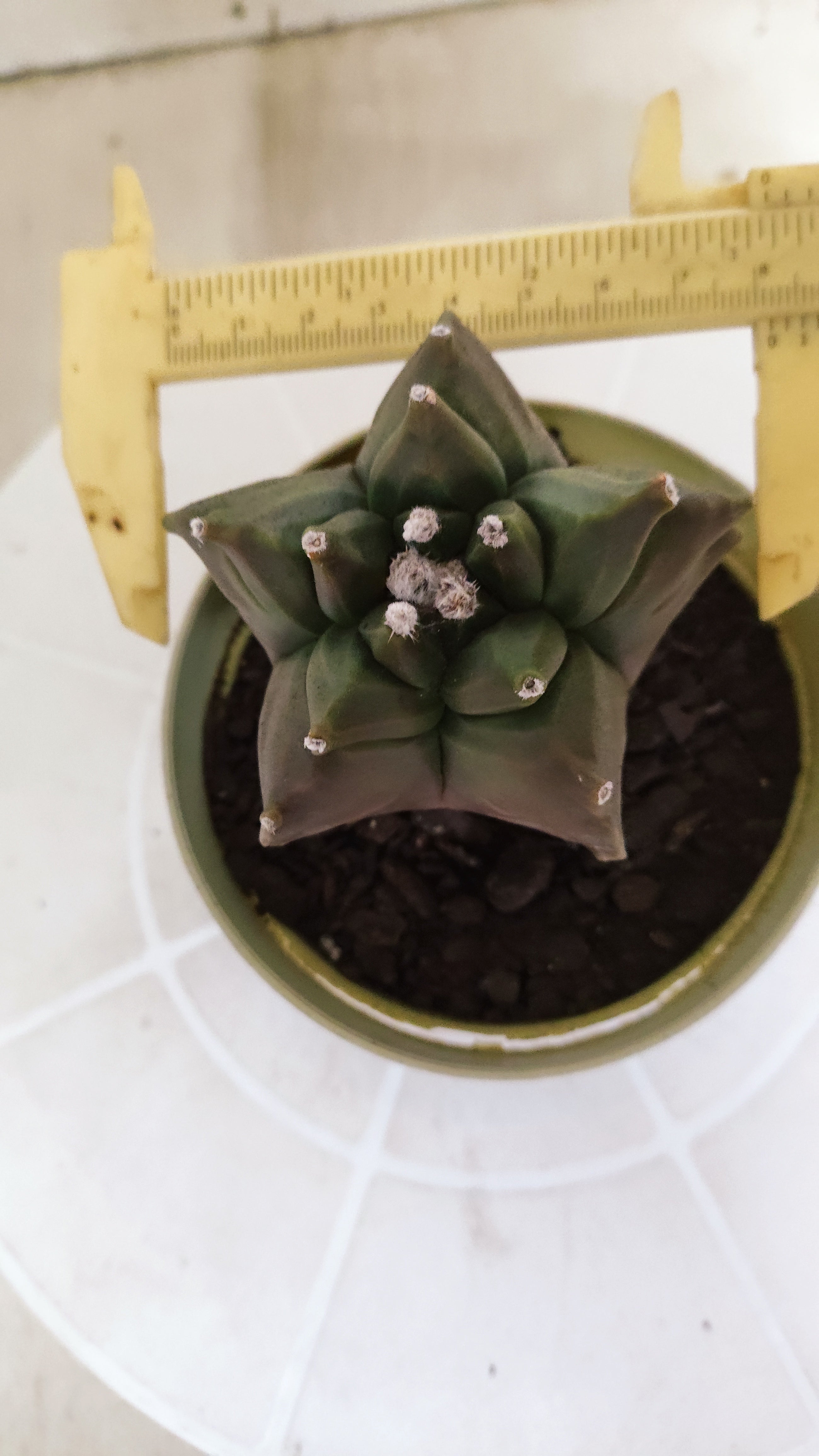 MATRIZ ASTROPHYTUM cv KIKKO   Nº 1347 – vaso 11