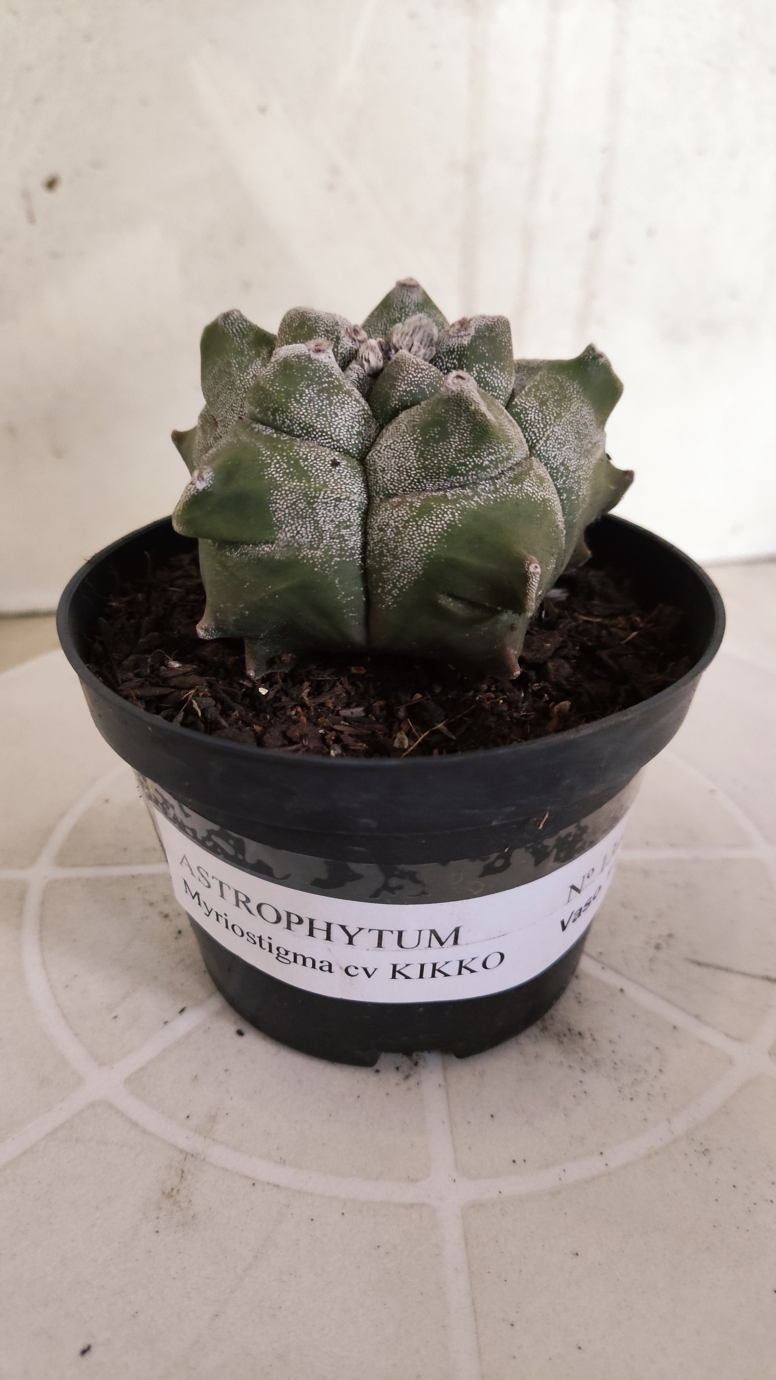 MATRIZ ASTROPHYTUM cv KIKKO   Nº 1348 – vaso 11