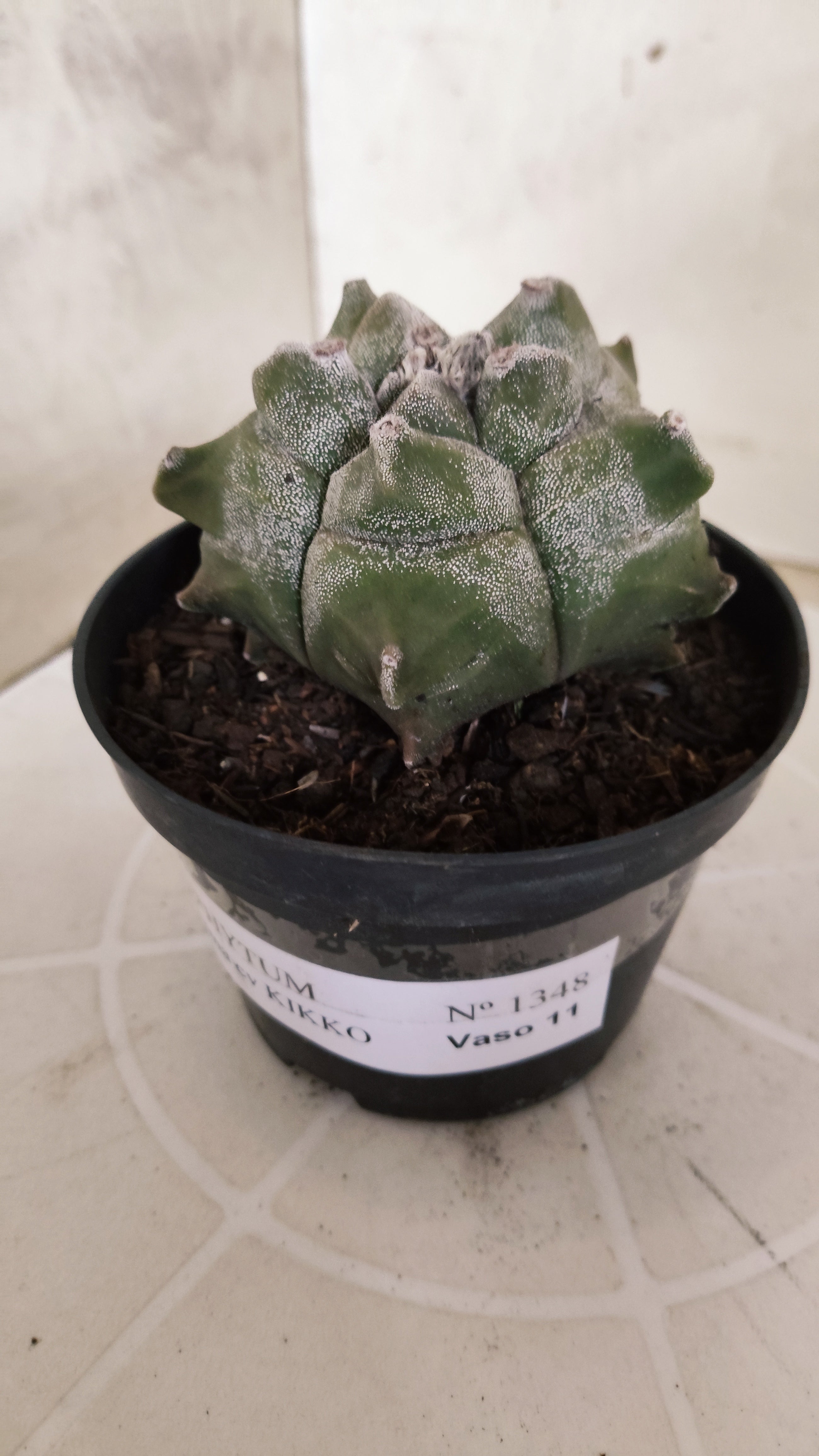 MATRIZ ASTROPHYTUM cv KIKKO   Nº 1348 – vaso 11