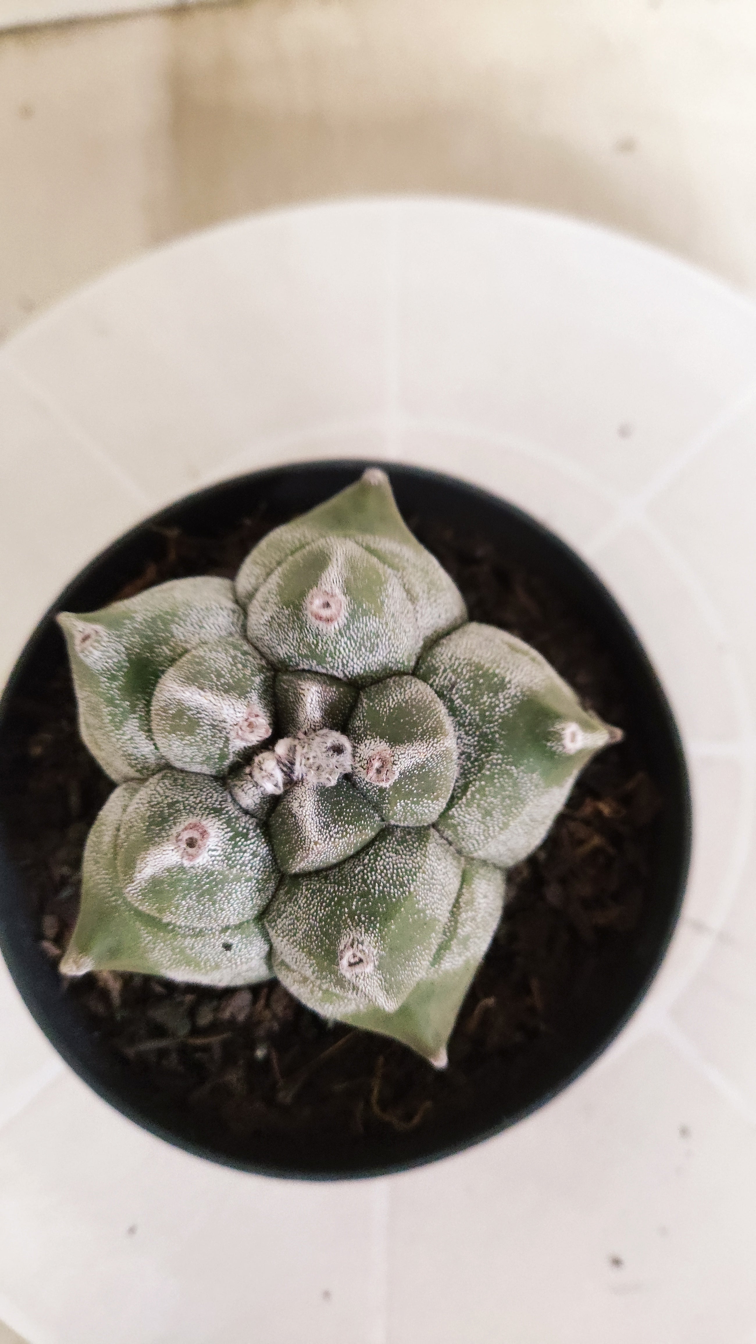 MATRIZ ASTROPHYTUM cv KIKKO   Nº 1348 – vaso 11