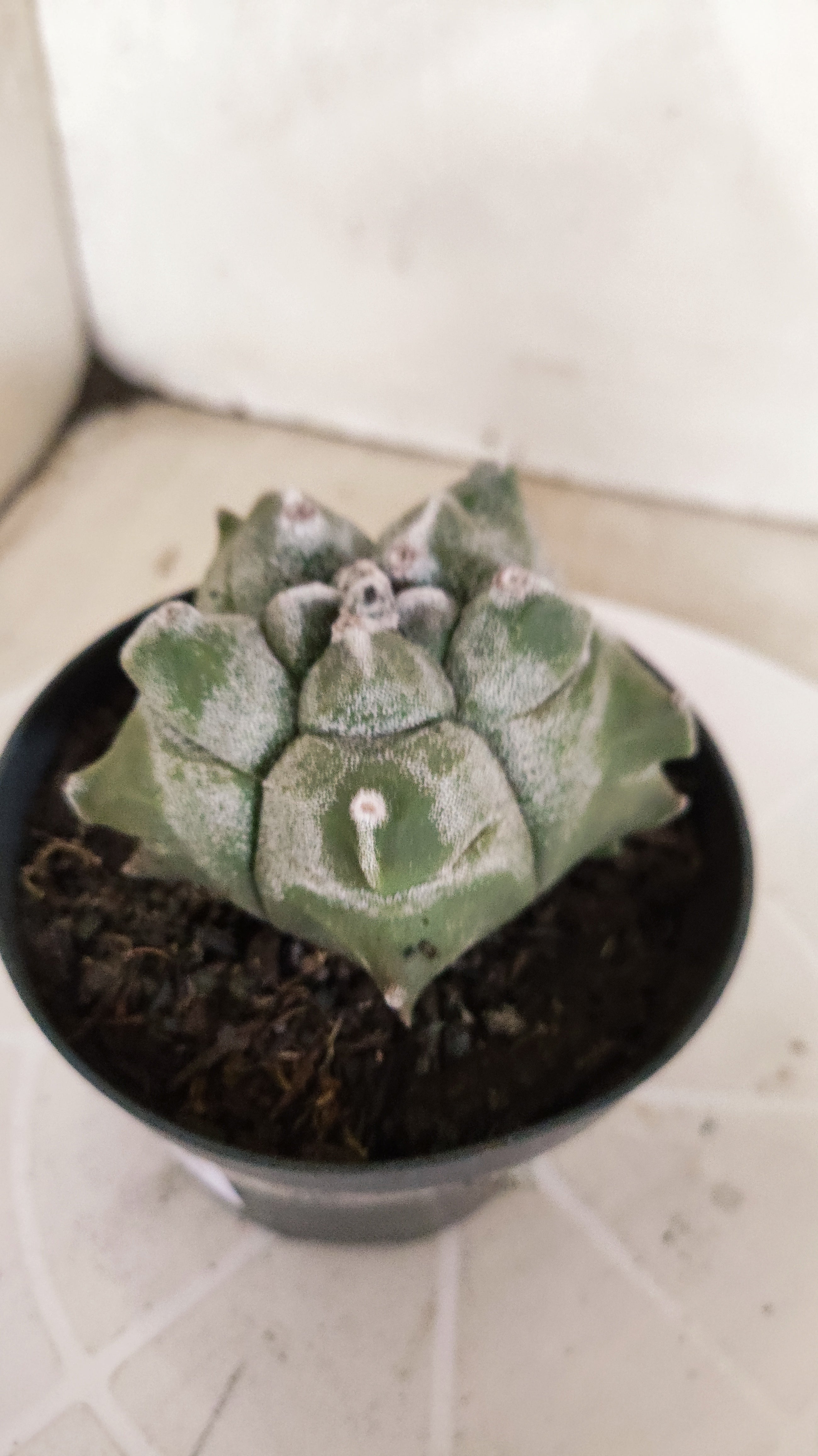 MATRIZ ASTROPHYTUM cv KIKKO   Nº 1348 – vaso 11
