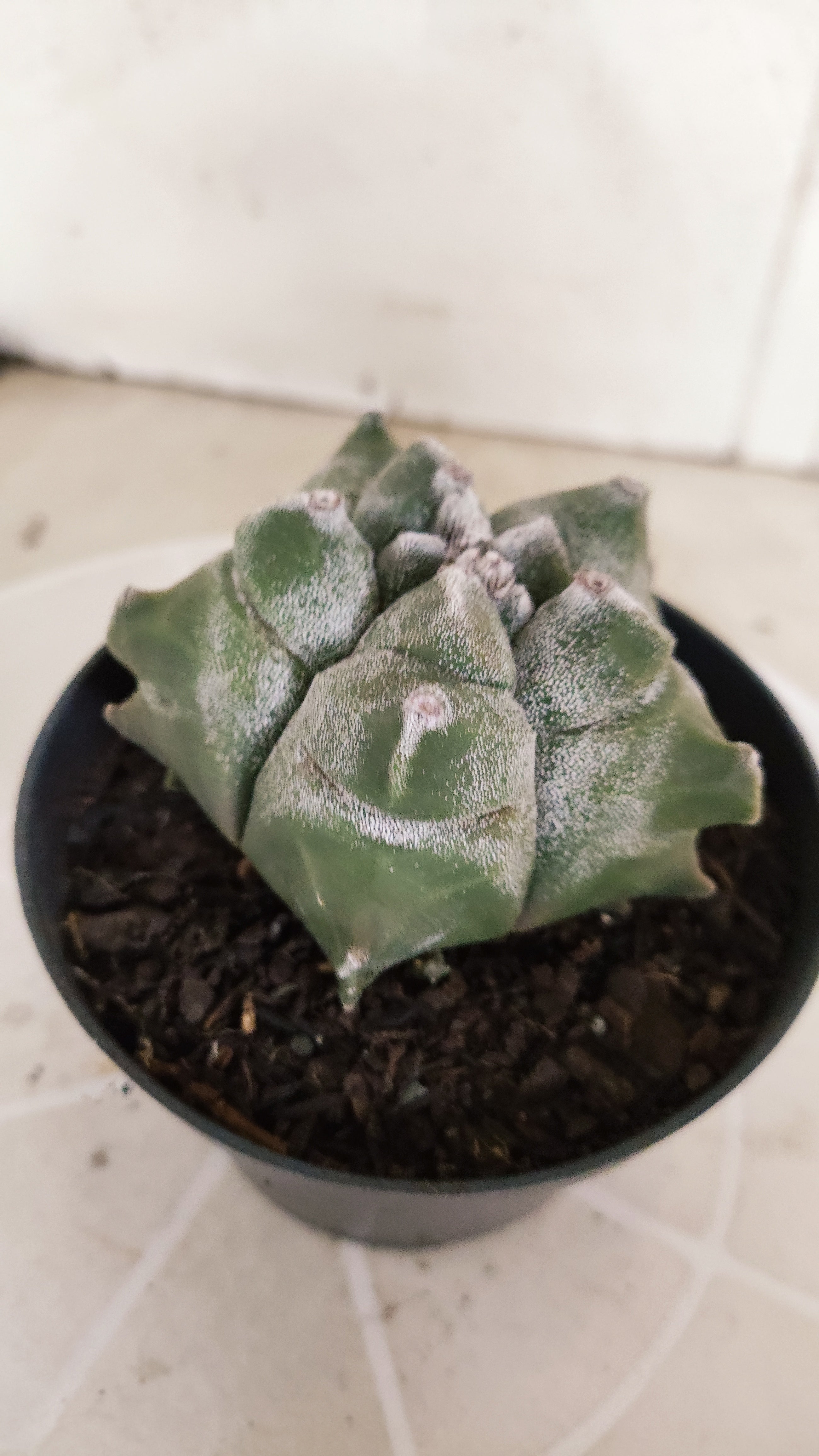MATRIZ ASTROPHYTUM cv KIKKO   Nº 1348 – vaso 11