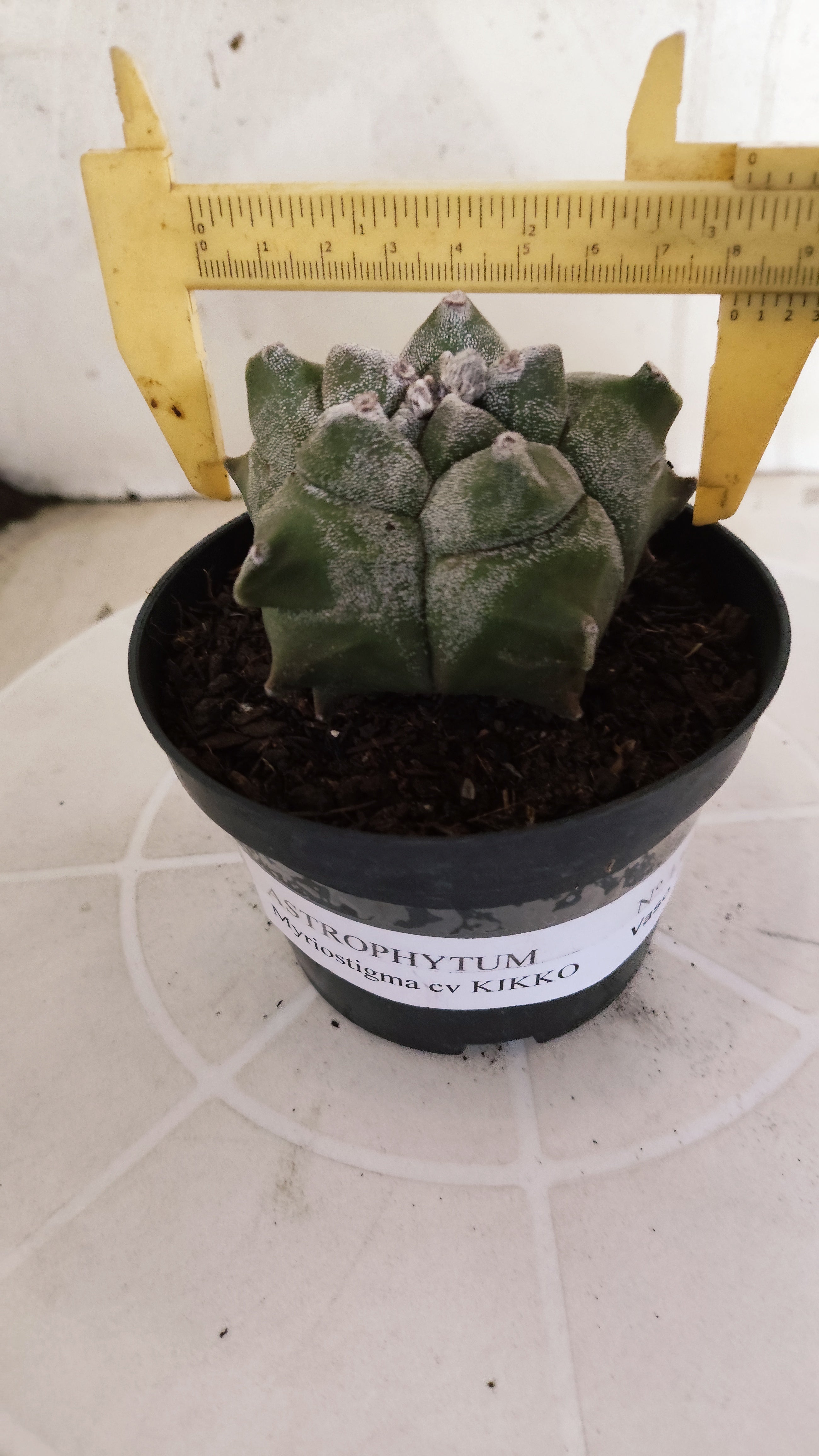MATRIZ ASTROPHYTUM cv KIKKO   Nº 1348 – vaso 11