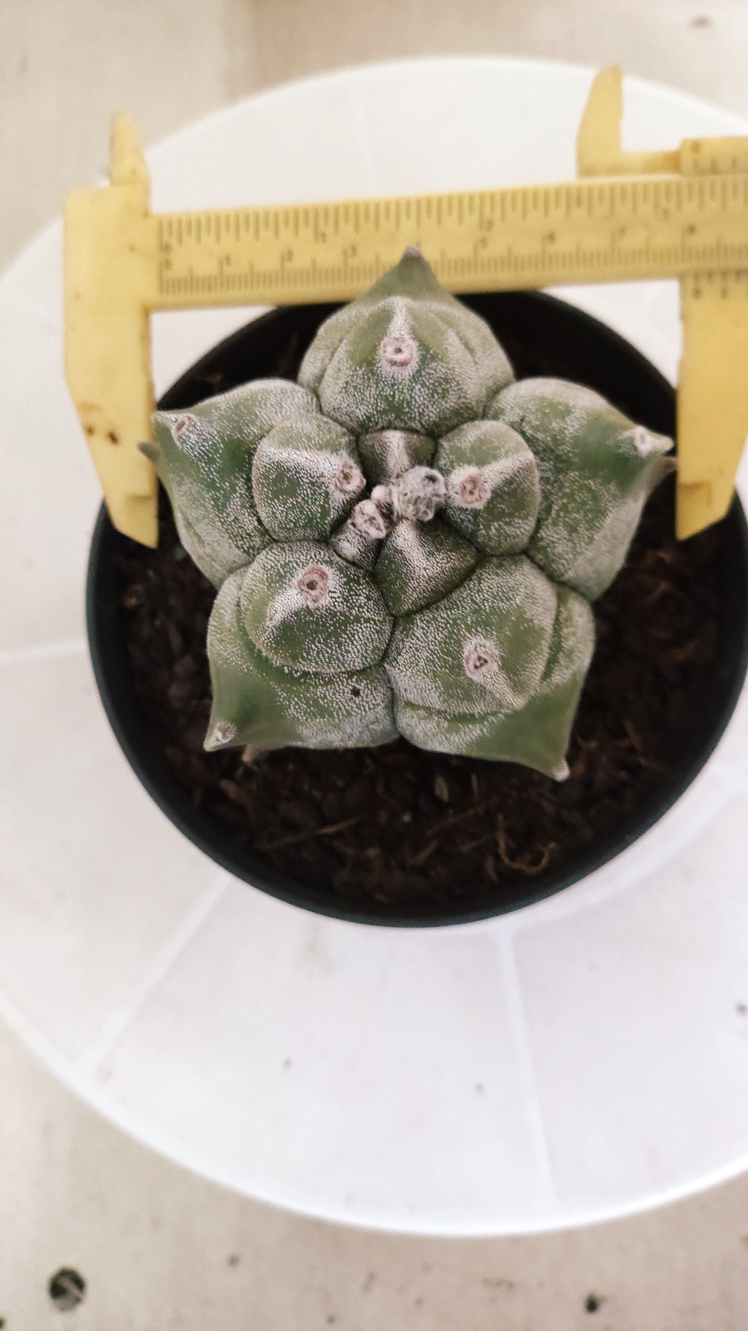 MATRIZ ASTROPHYTUM cv KIKKO   Nº 1348 – vaso 11