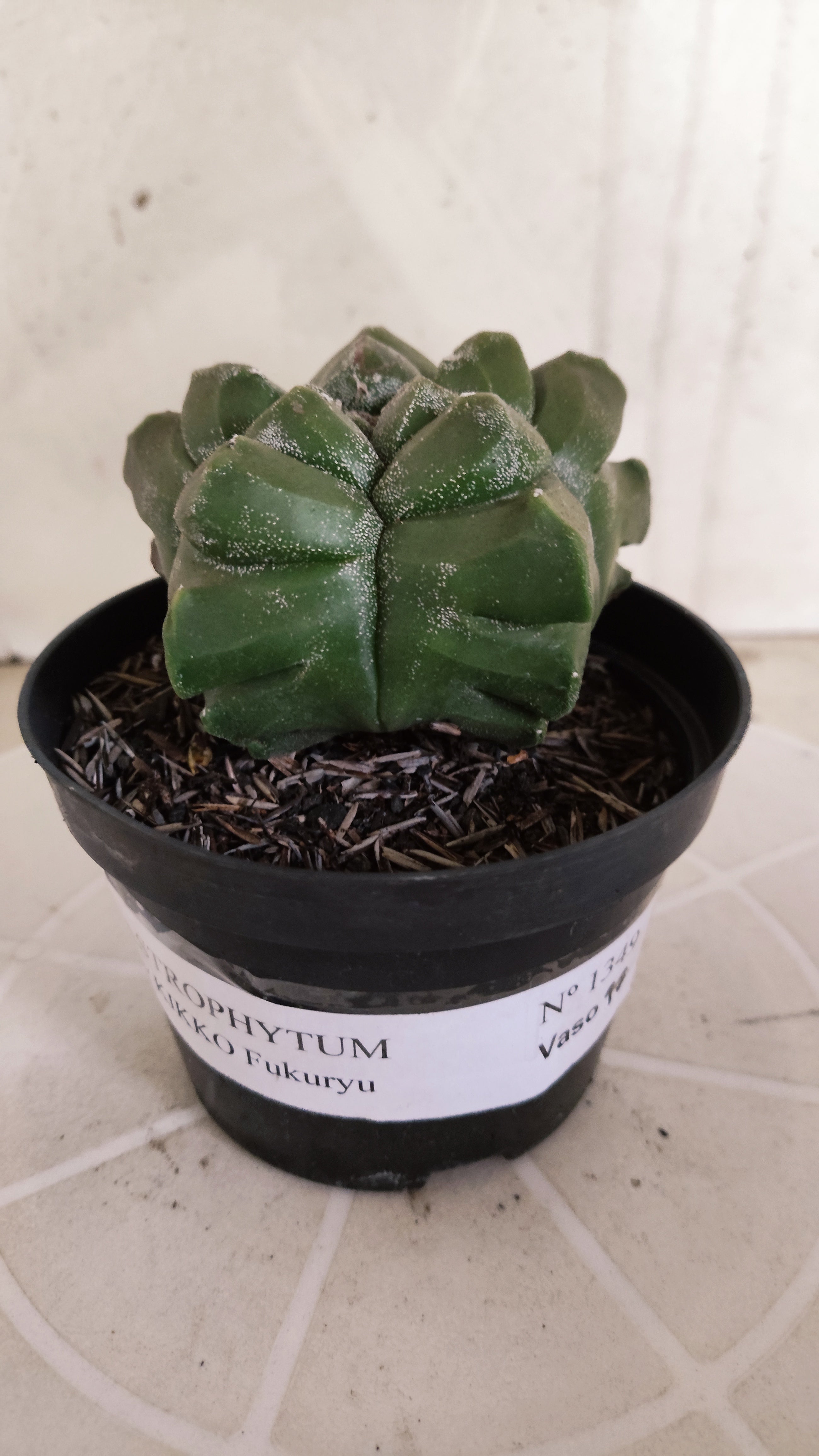MATRIZ ASTROPHYTUM cv KIKKO   Nº 1349 – vaso 11