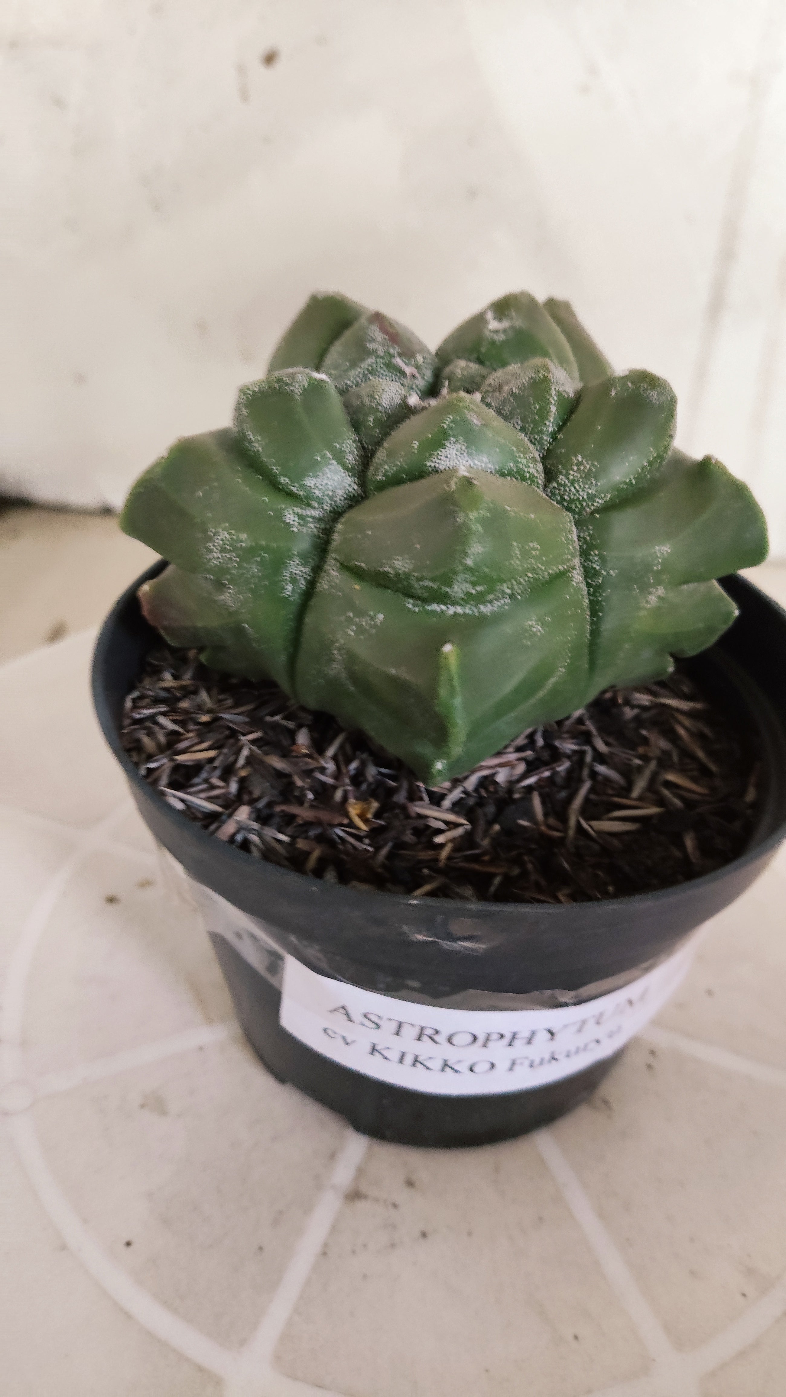 MATRIZ ASTROPHYTUM cv KIKKO   Nº 1349 – vaso 11