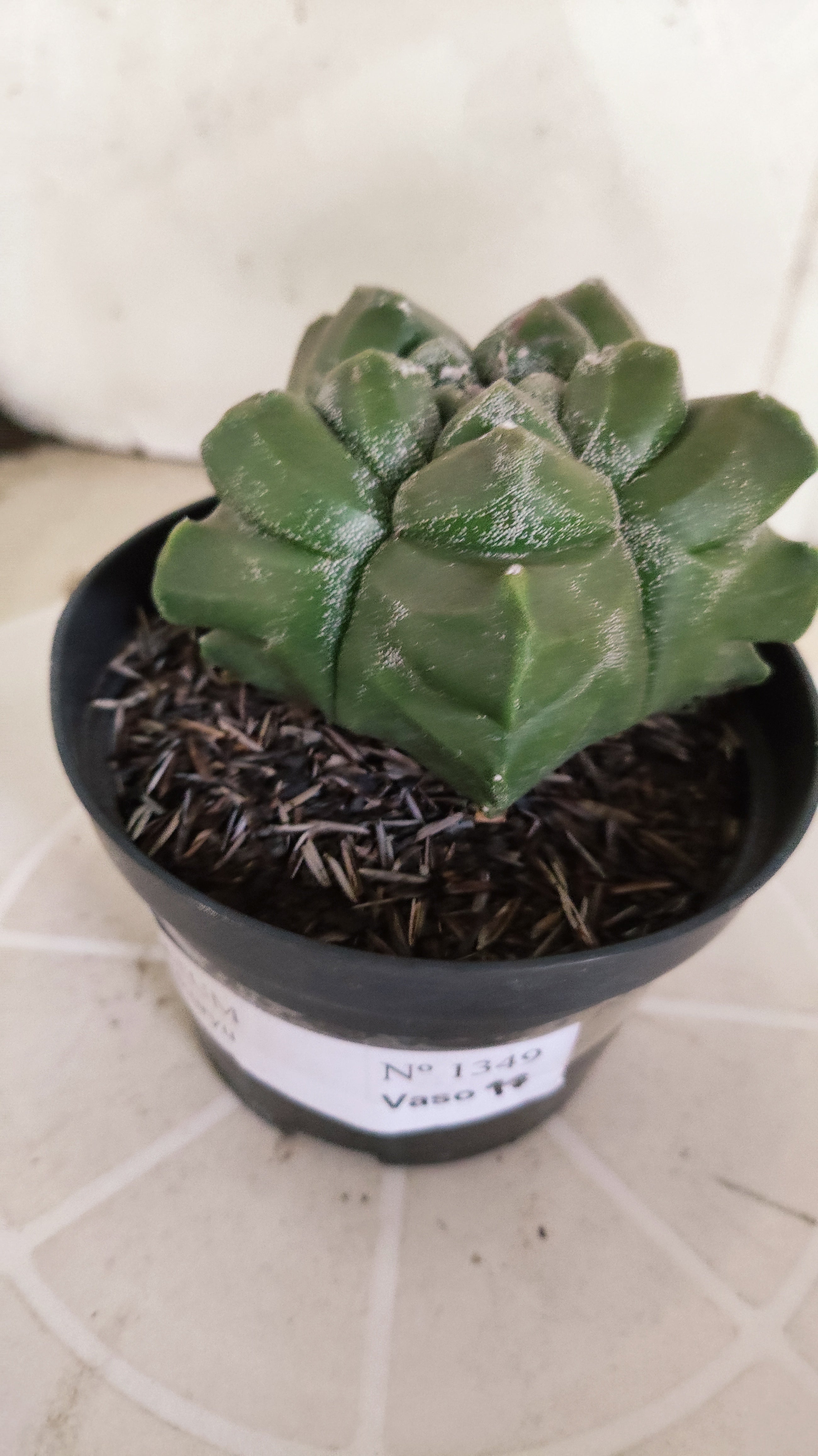 MATRIZ ASTROPHYTUM cv KIKKO   Nº 1349 – vaso 11