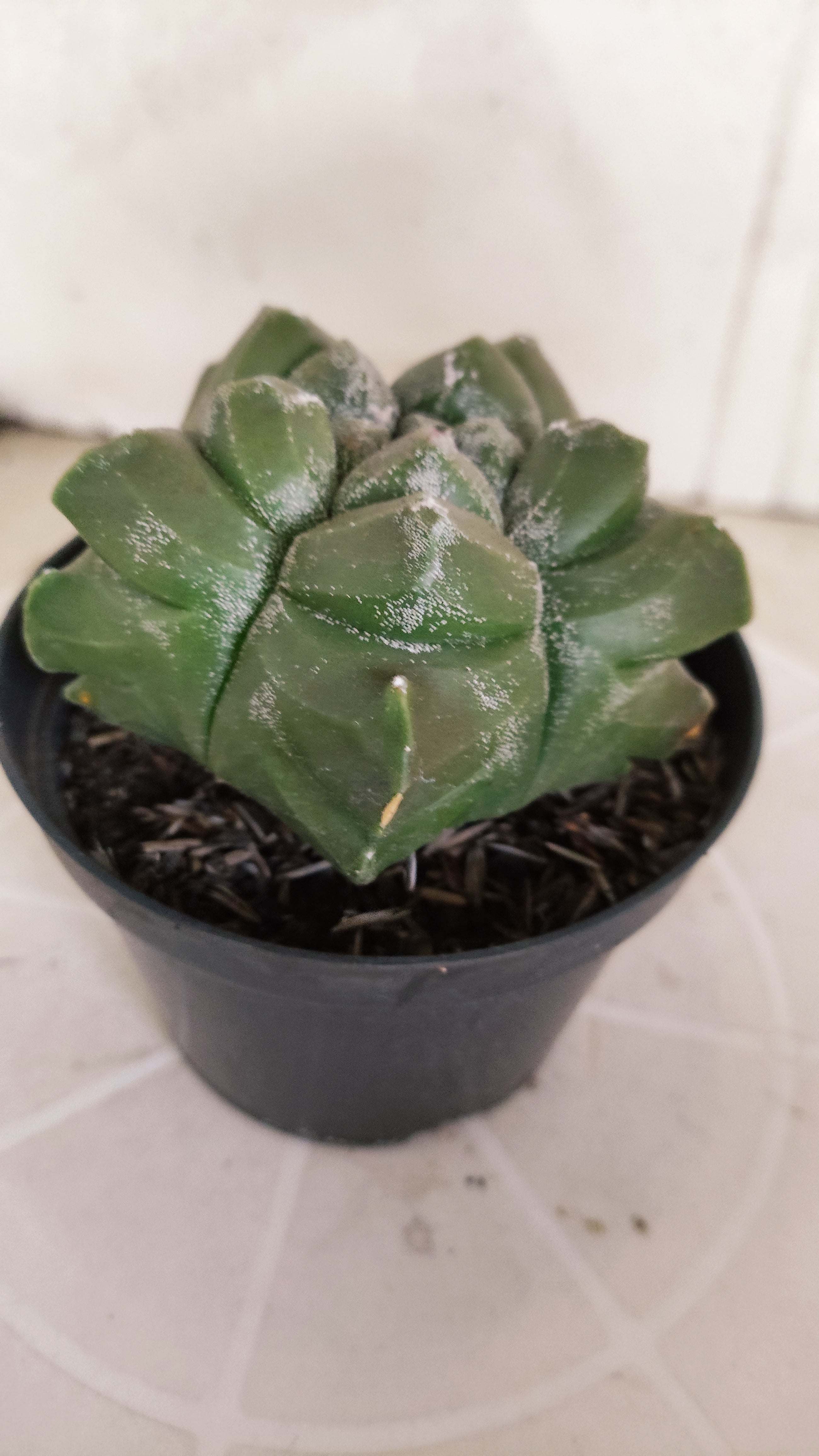 MATRIZ ASTROPHYTUM cv KIKKO   Nº 1349 – vaso 11