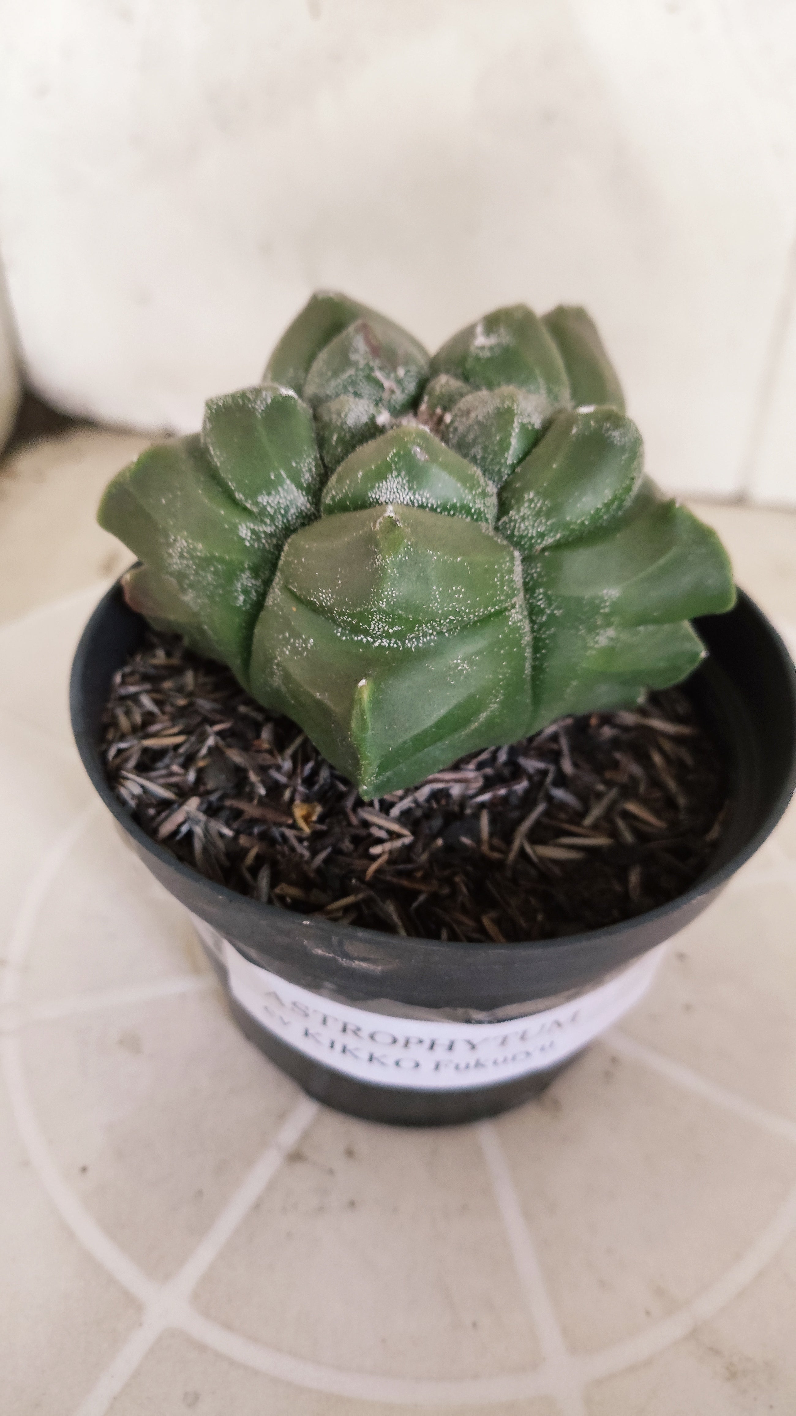 MATRIZ ASTROPHYTUM cv KIKKO   Nº 1349 – vaso 11