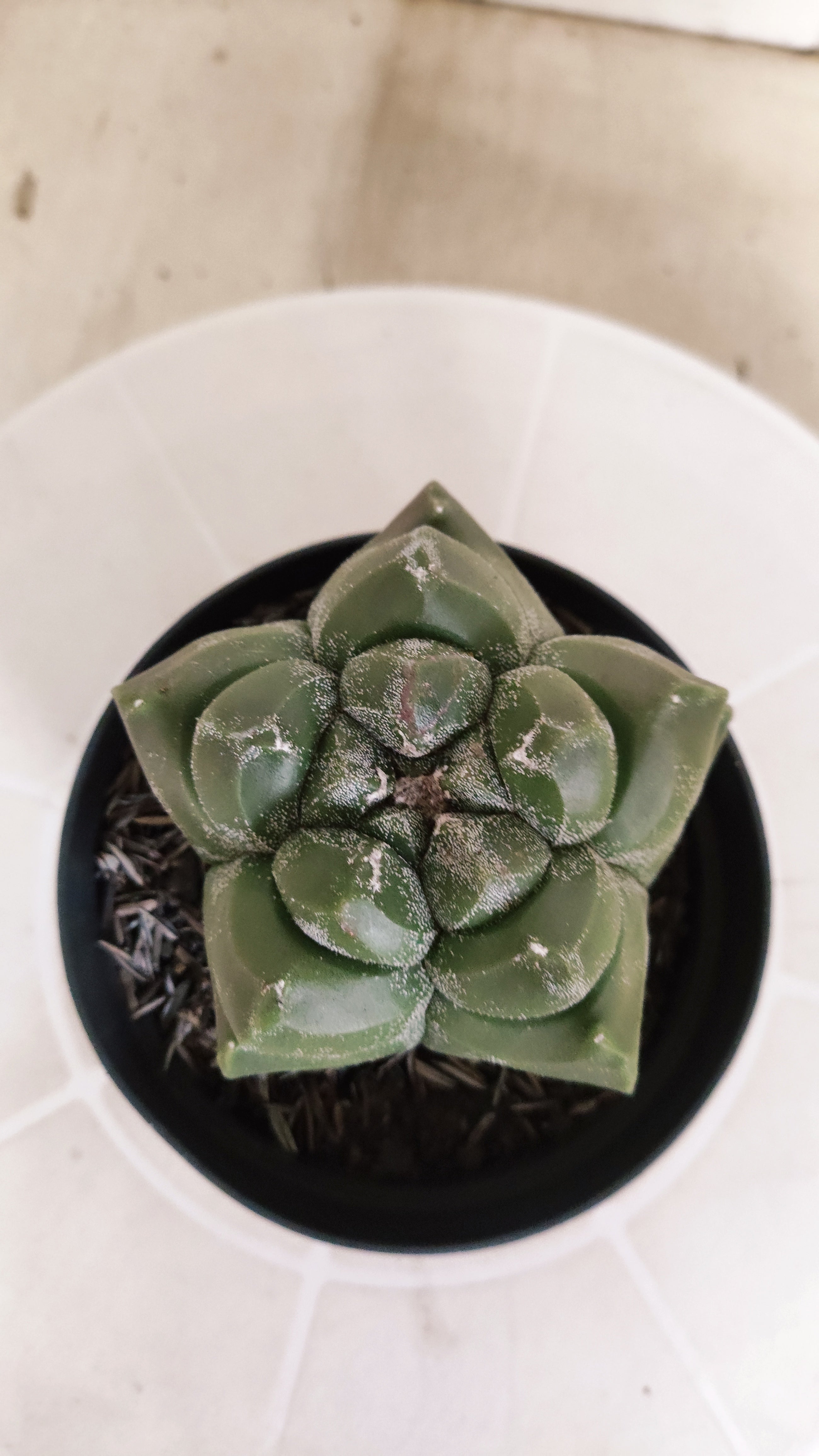 MATRIZ ASTROPHYTUM cv KIKKO   Nº 1349 – vaso 11
