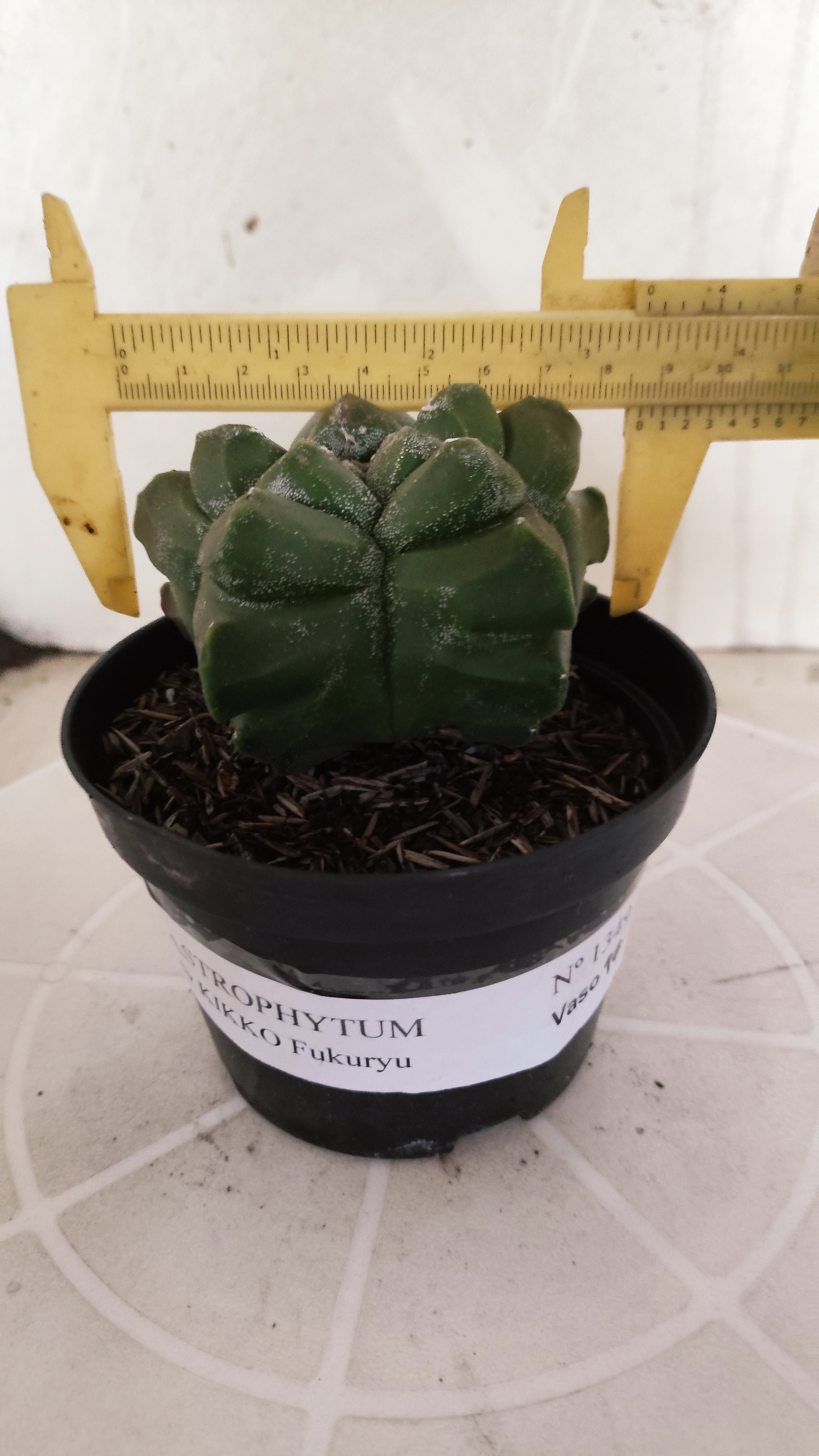 MATRIZ ASTROPHYTUM cv KIKKO   Nº 1349 – vaso 11