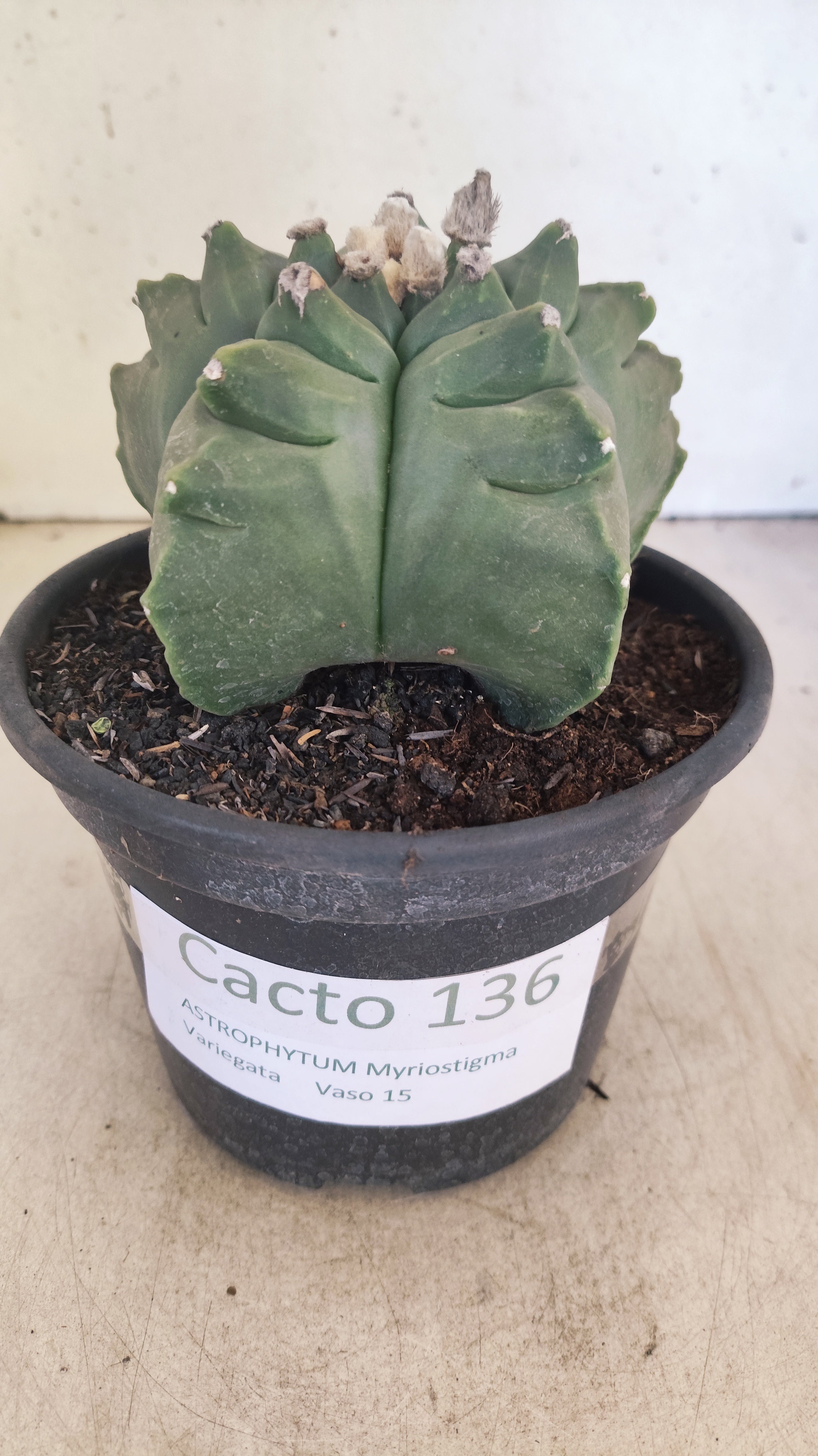 MATRIZ ASTROPHYTUM cv KIKKO Nº 136 – vaso 15