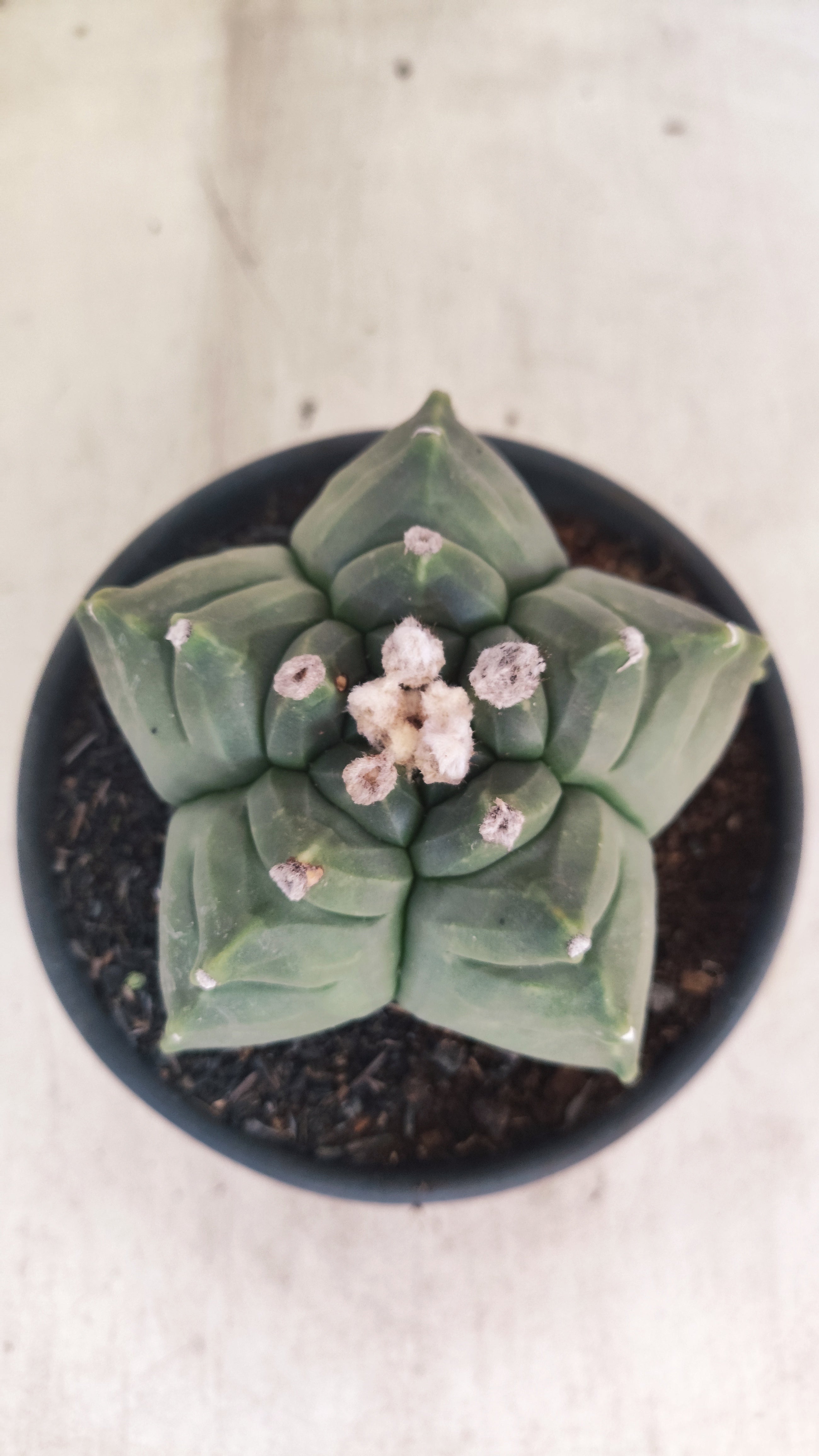 MATRIZ ASTROPHYTUM cv KIKKO Nº 136 – vaso 15