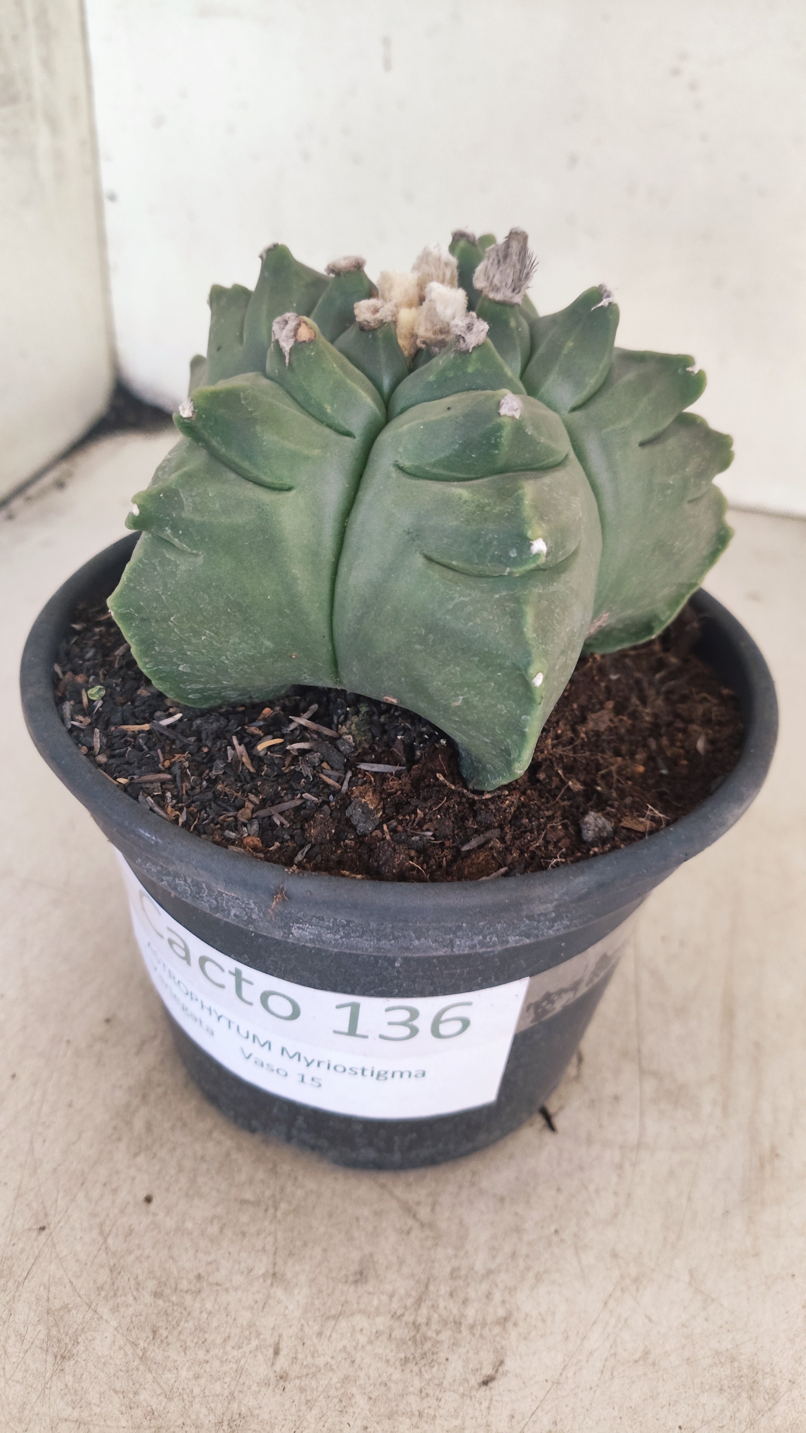 MATRIZ ASTROPHYTUM cv KIKKO Nº 136 – vaso 15