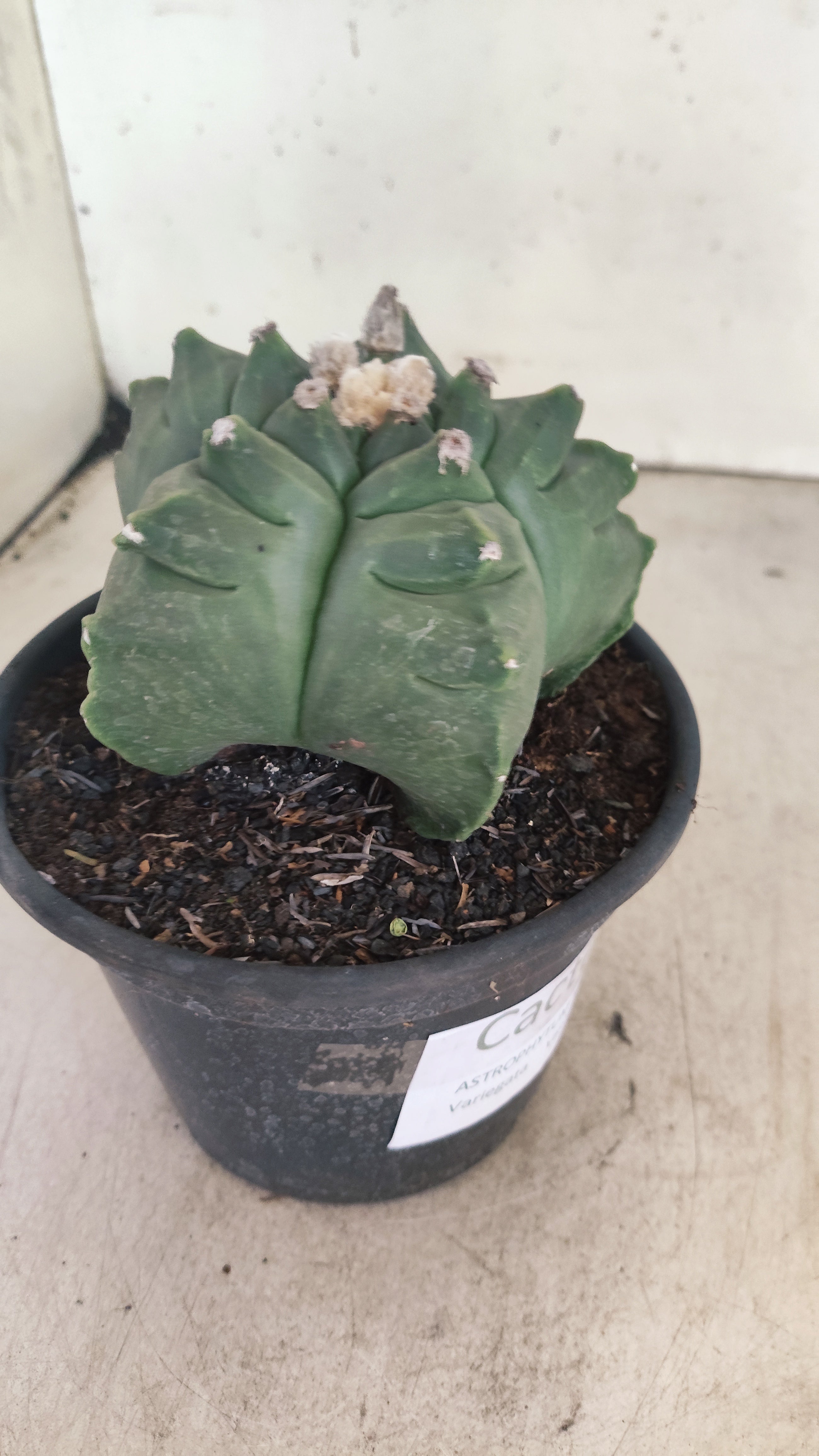 MATRIZ ASTROPHYTUM cv KIKKO Nº 136 – vaso 15