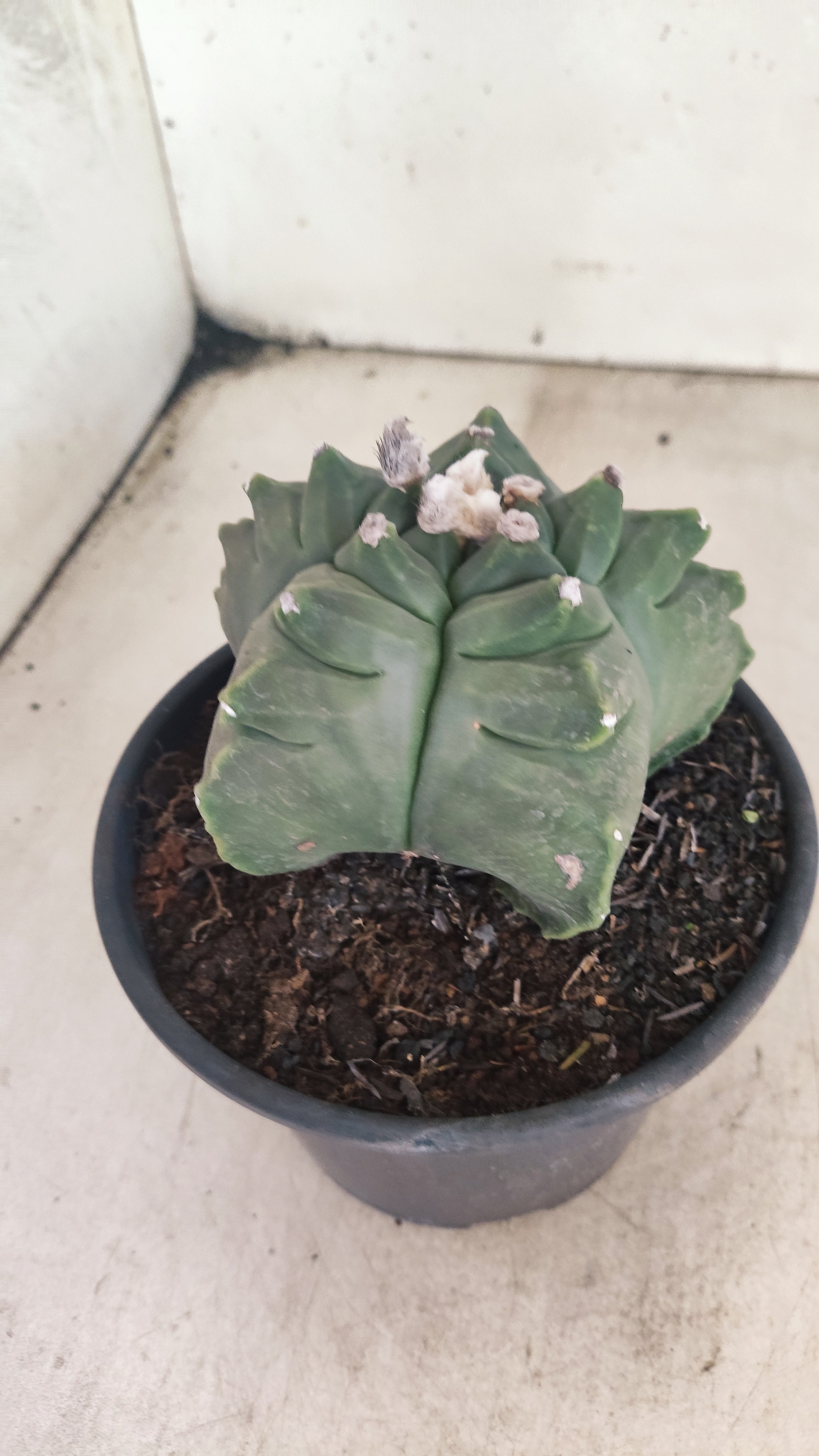 MATRIZ ASTROPHYTUM cv KIKKO Nº 136 – vaso 15
