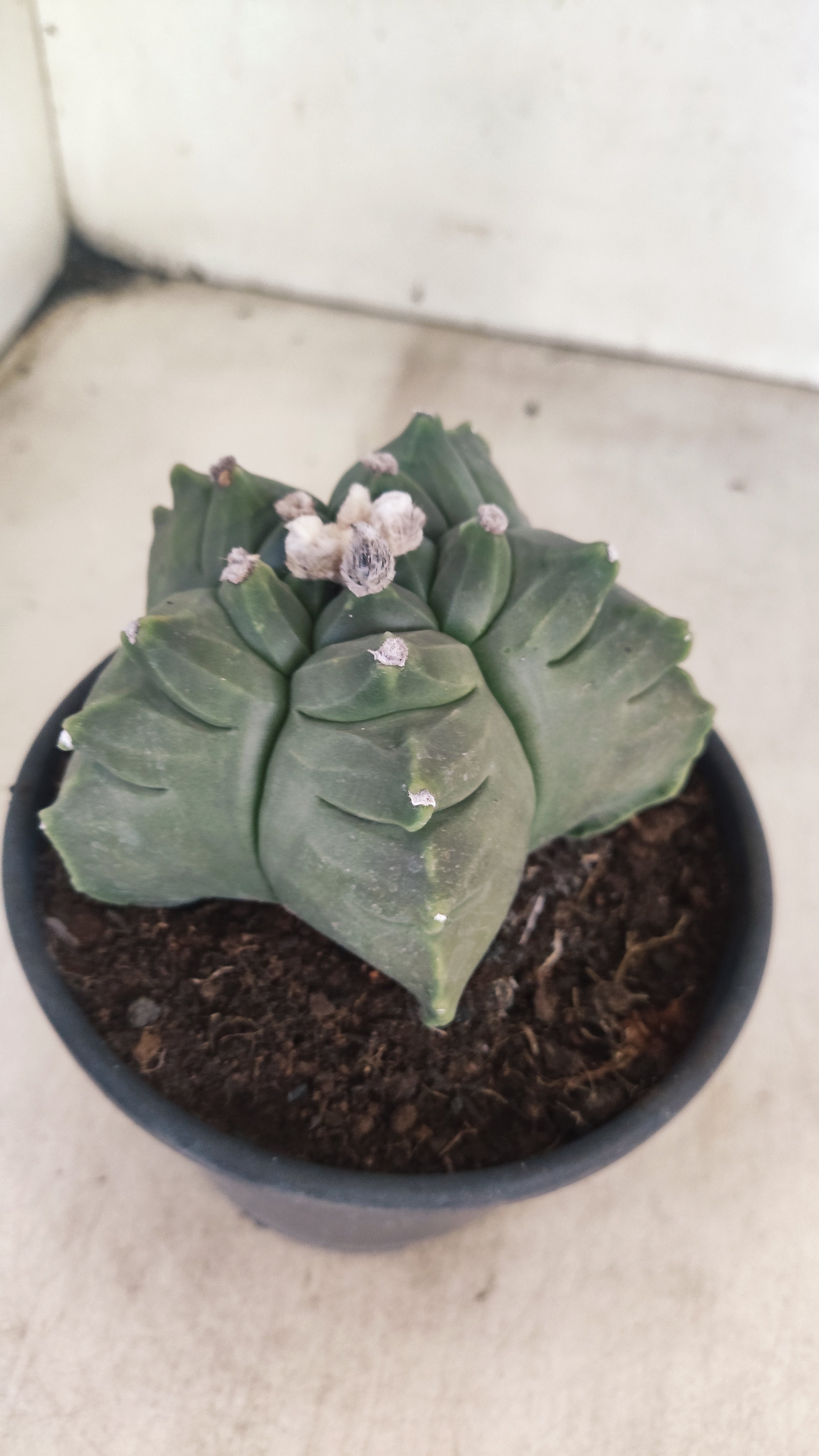 MATRIZ ASTROPHYTUM cv KIKKO Nº 136 – vaso 15