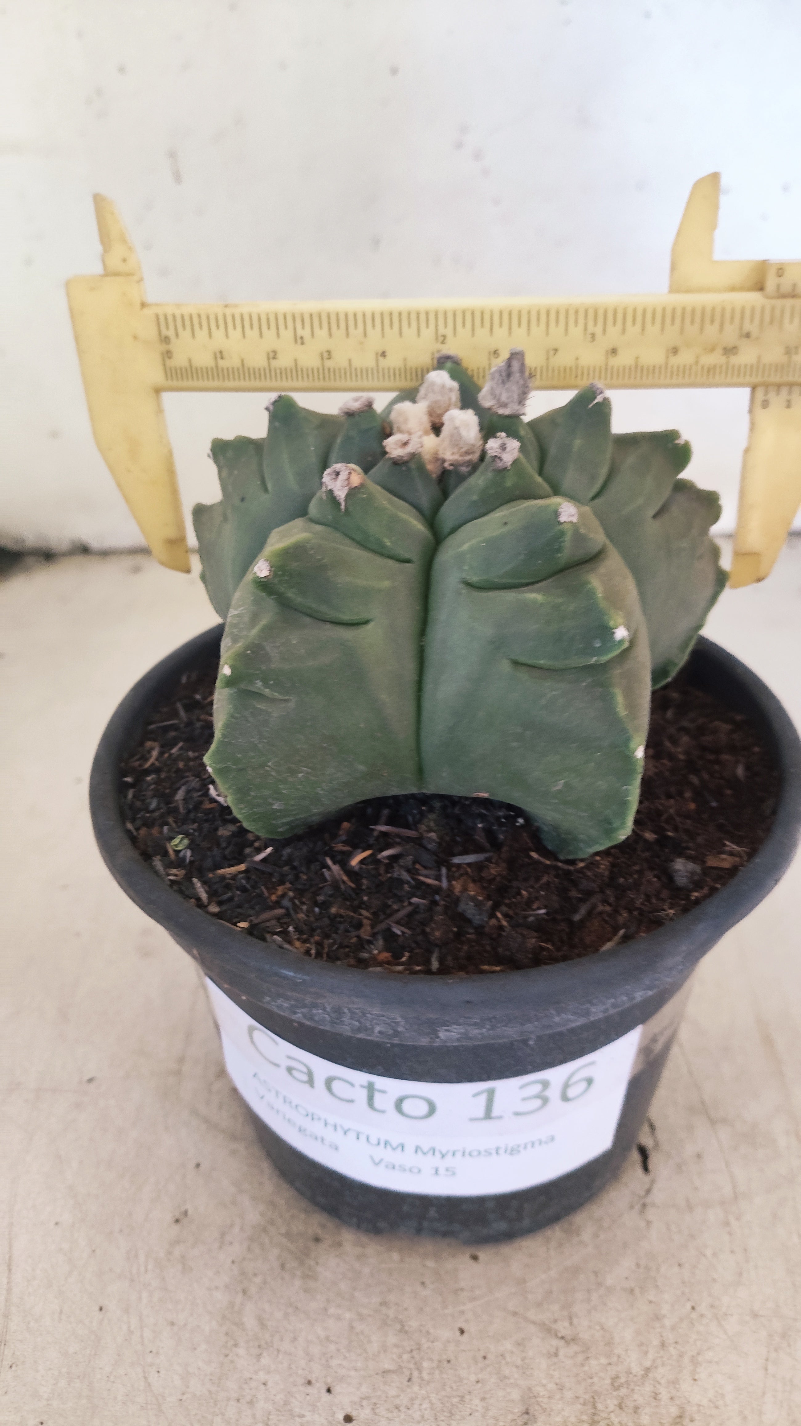 MATRIZ ASTROPHYTUM cv KIKKO Nº 136 – vaso 15