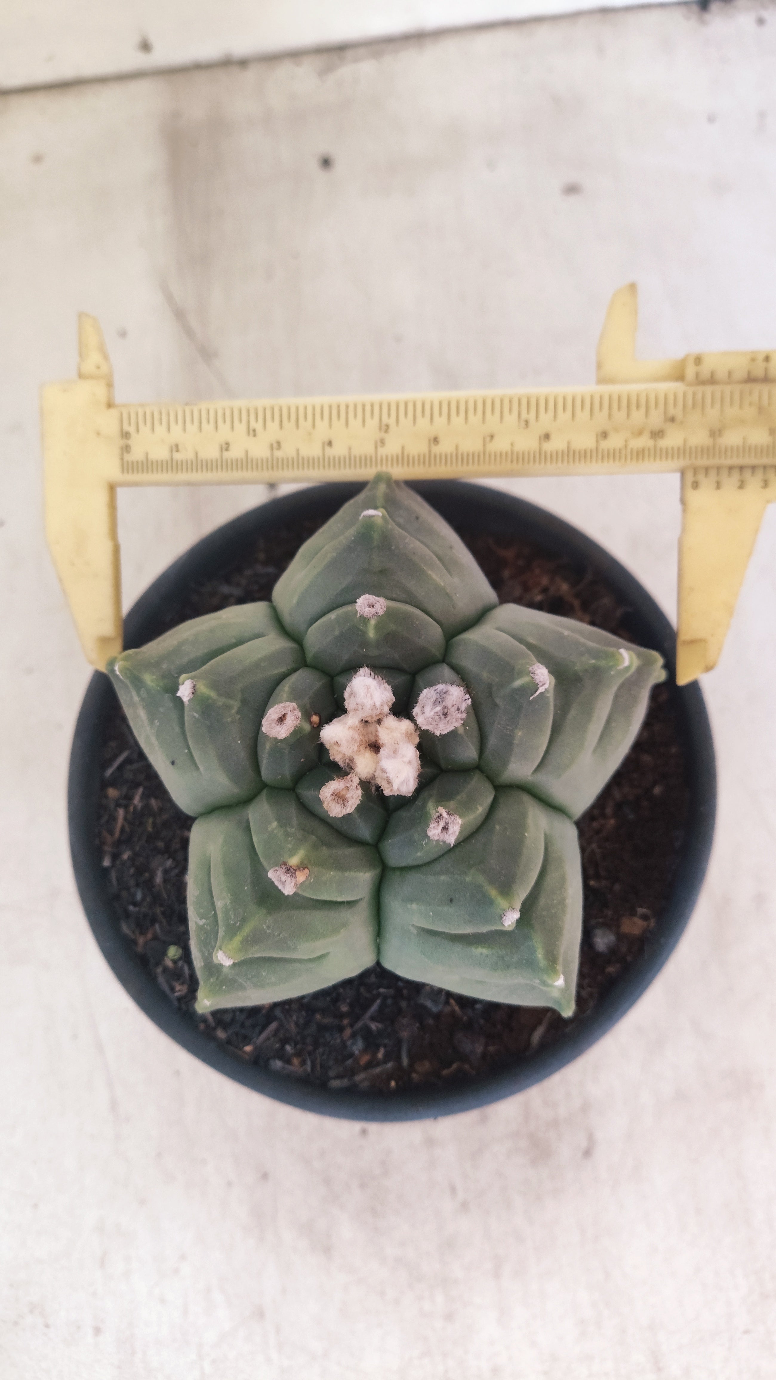MATRIZ ASTROPHYTUM cv KIKKO Nº 136 – vaso 15