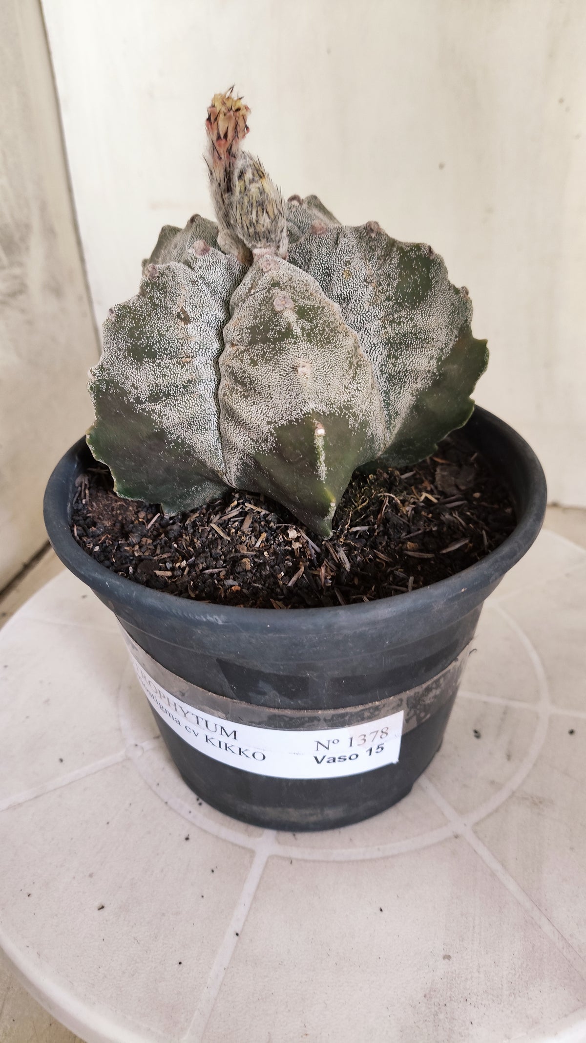 MATRIZ ASTROPHYTUM cv KIKKO  Nº 1378 – vaso 15