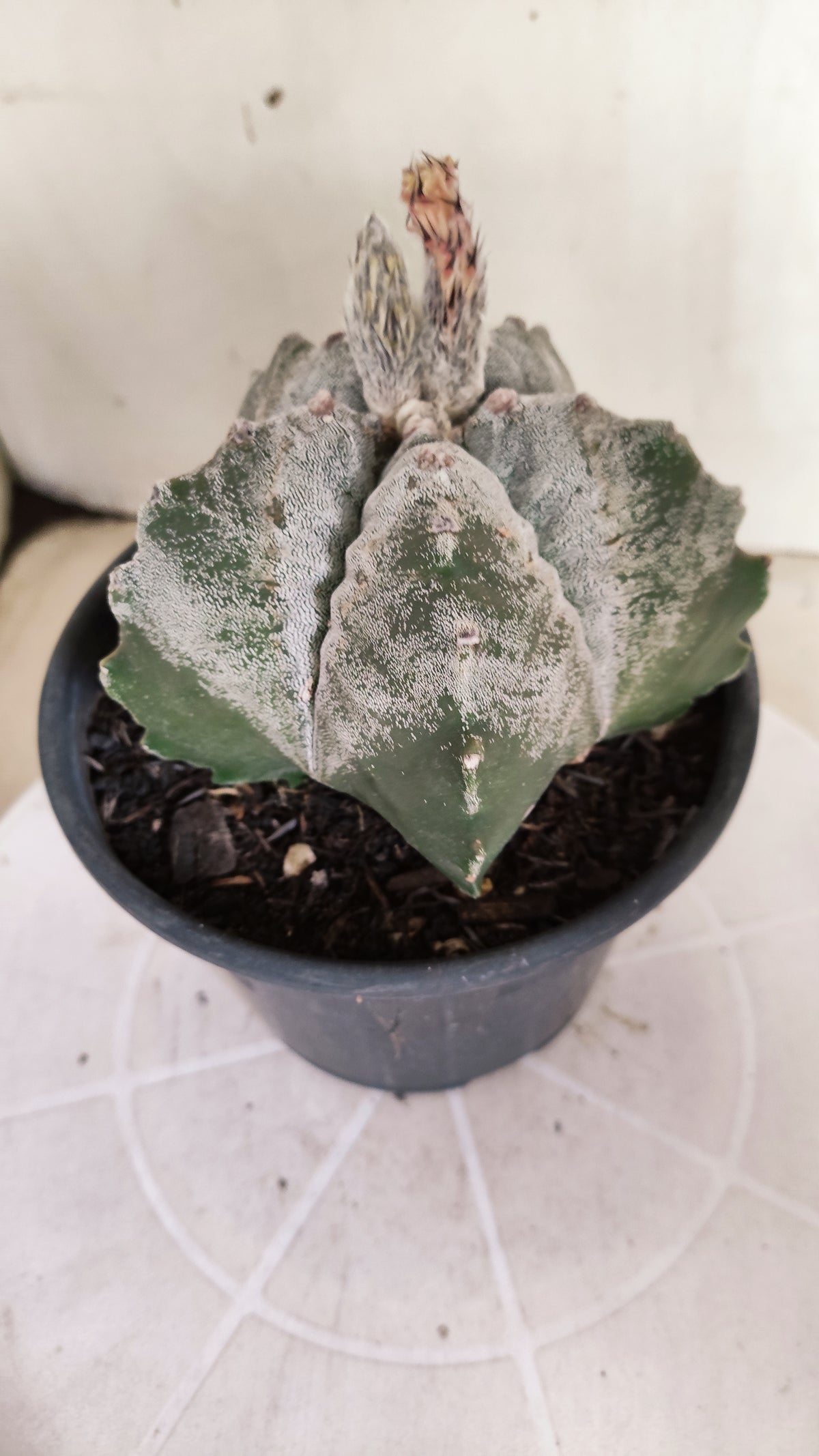 MATRIZ ASTROPHYTUM cv KIKKO  Nº 1378 – vaso 15