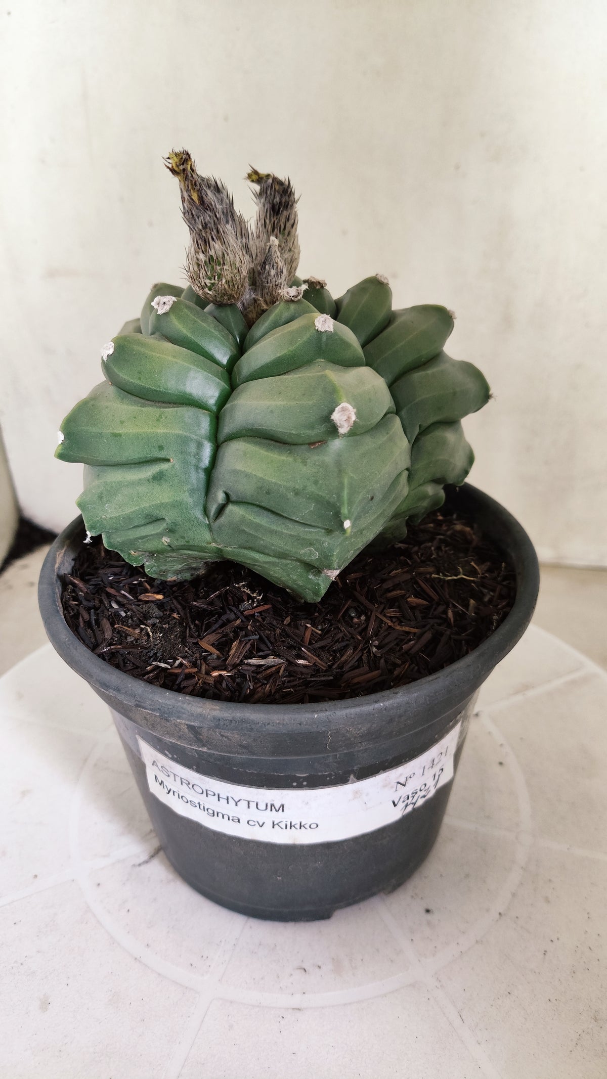 MATRIZ ASTROPHYTUM cv KIKKO  Nº 1421  – vaso 15