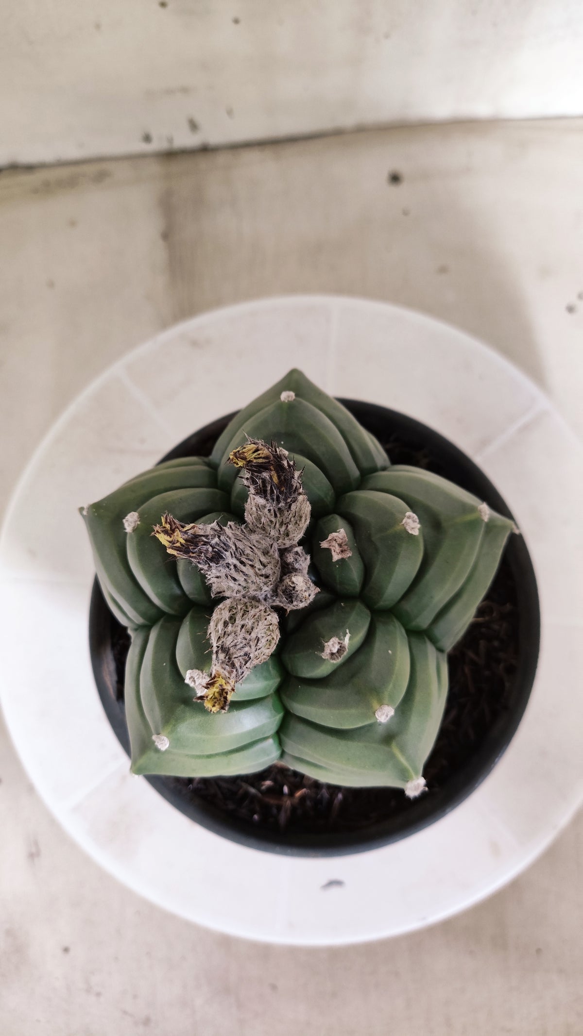MATRIZ ASTROPHYTUM cv KIKKO  Nº 1421  – vaso 15