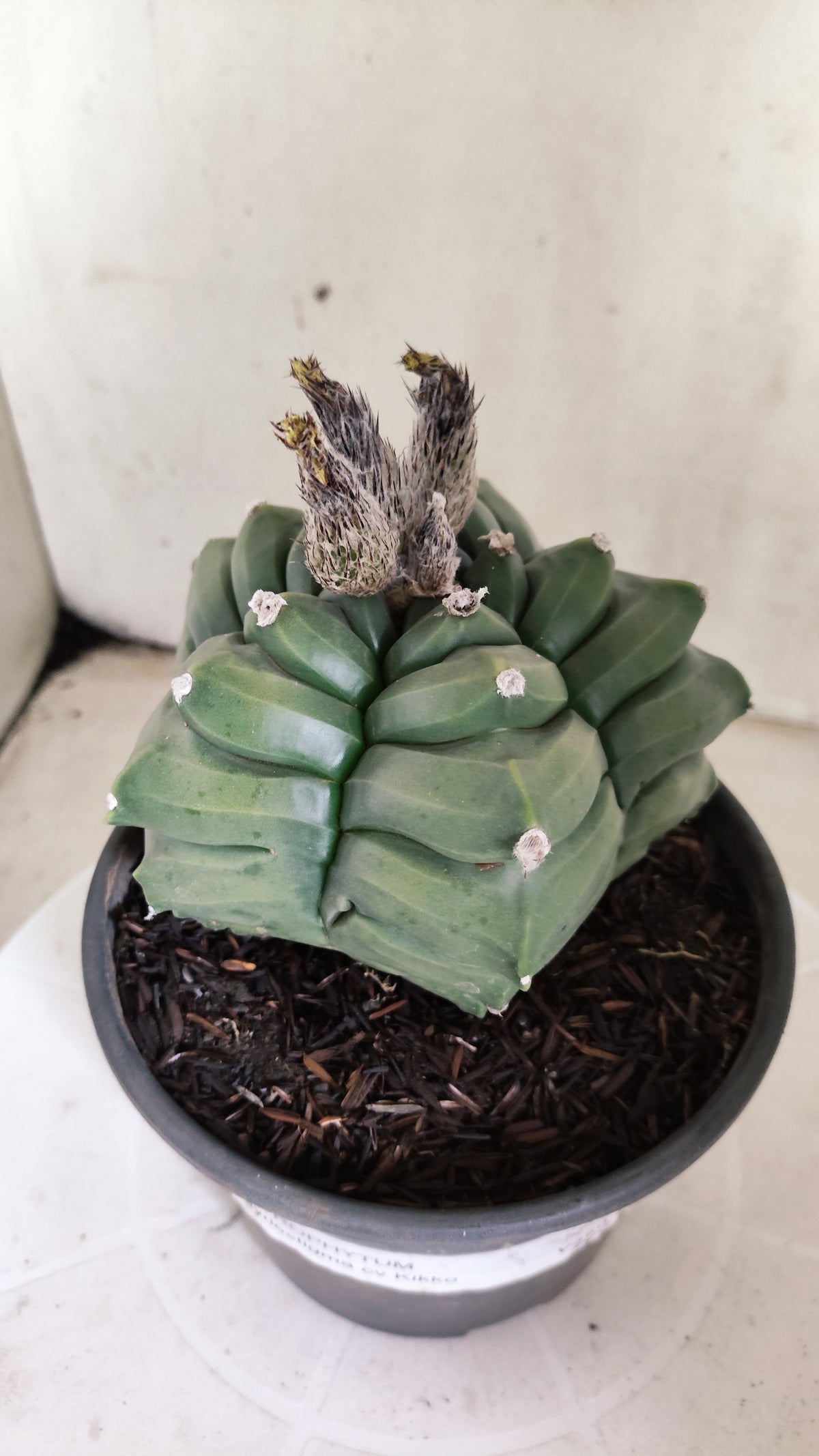 MATRIZ ASTROPHYTUM cv KIKKO  Nº 1421  – vaso 15