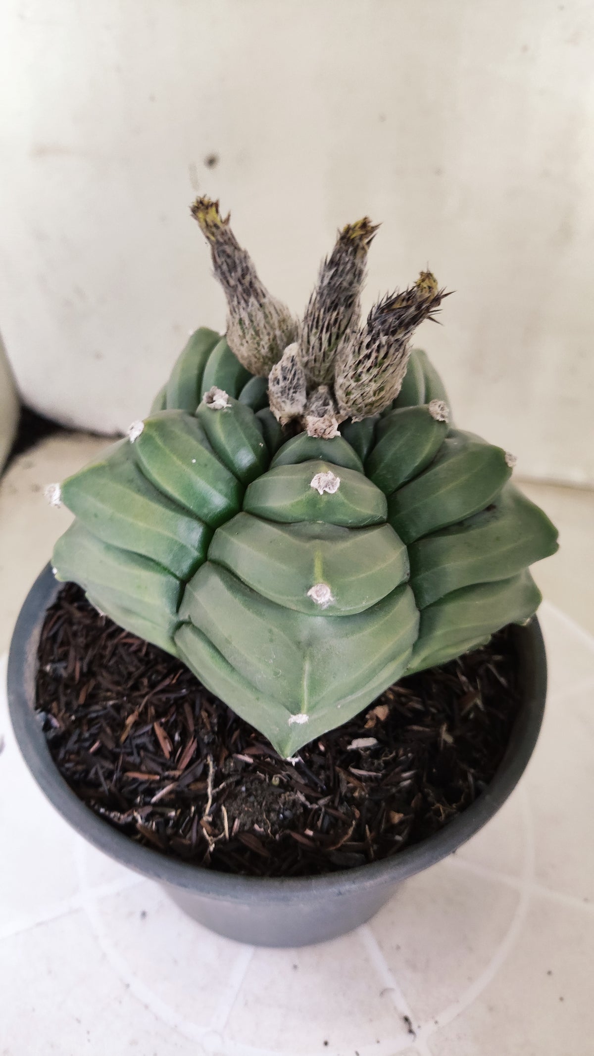 MATRIZ ASTROPHYTUM cv KIKKO  Nº 1421  – vaso 15