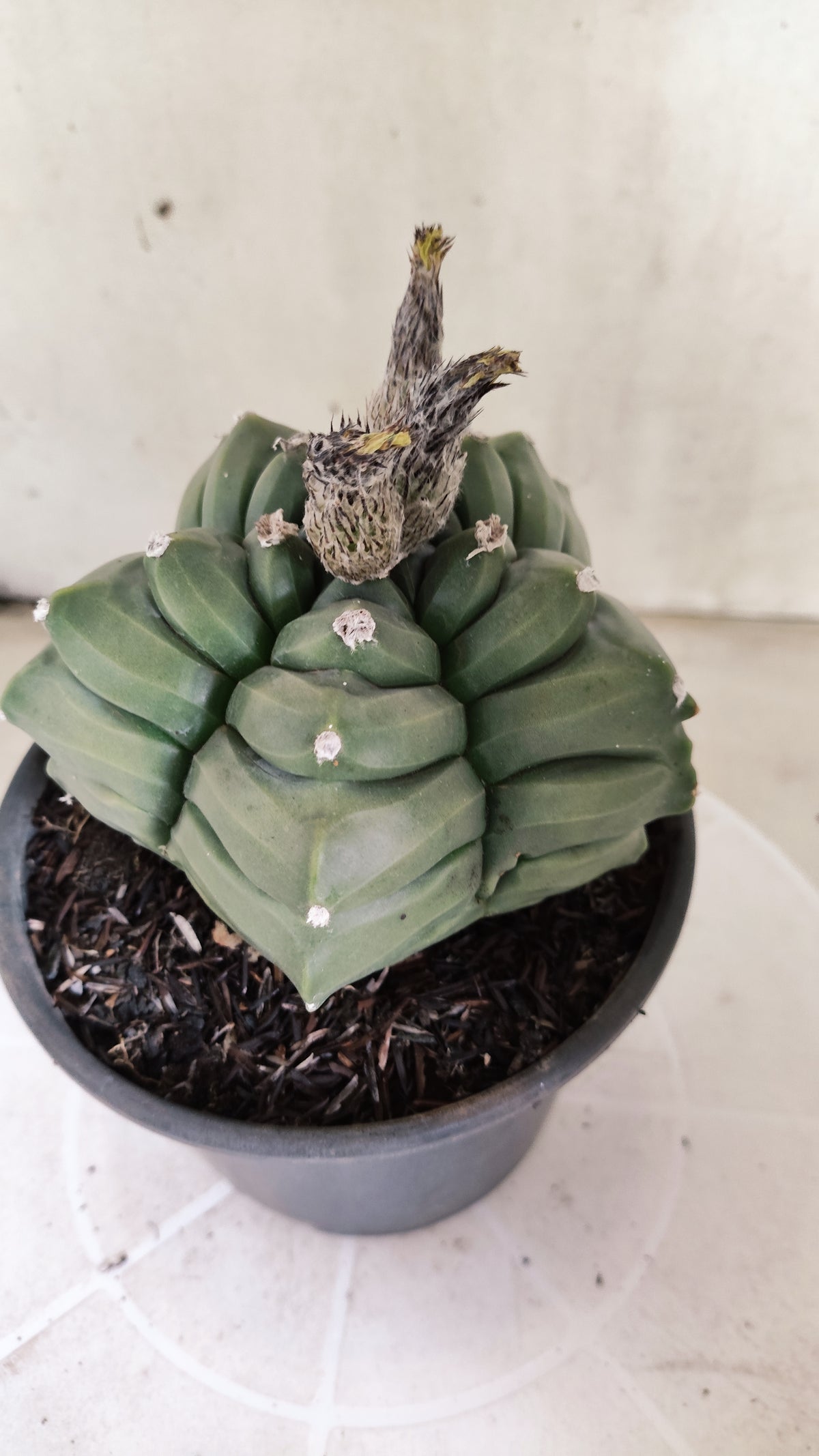 MATRIZ ASTROPHYTUM cv KIKKO  Nº 1421  – vaso 15