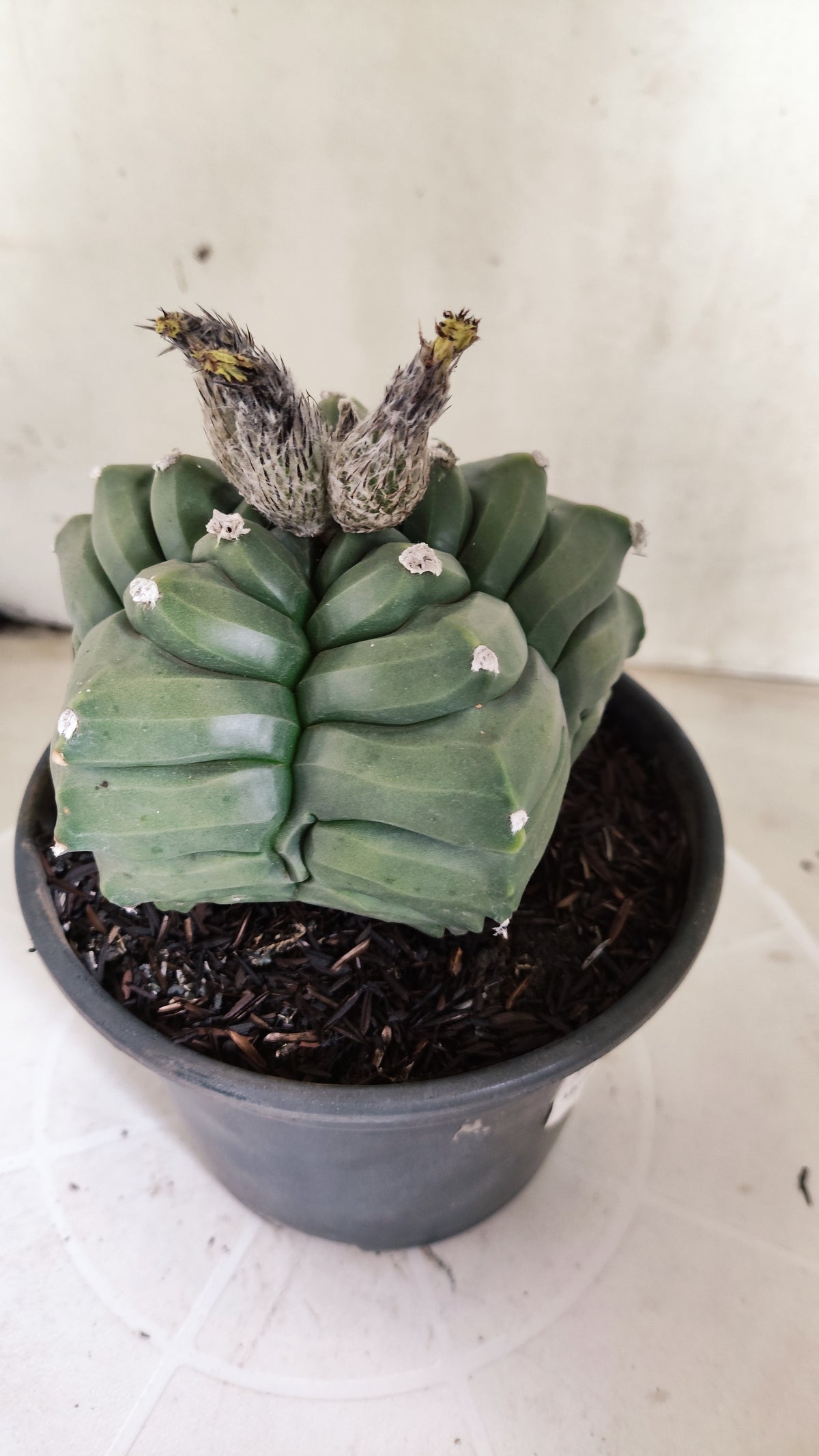 MATRIZ ASTROPHYTUM cv KIKKO  Nº 1421  – vaso 15