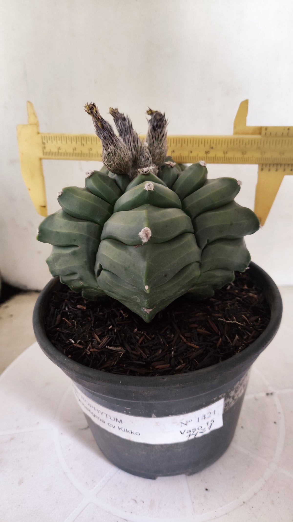 MATRIZ ASTROPHYTUM cv KIKKO  Nº 1421  – vaso 15